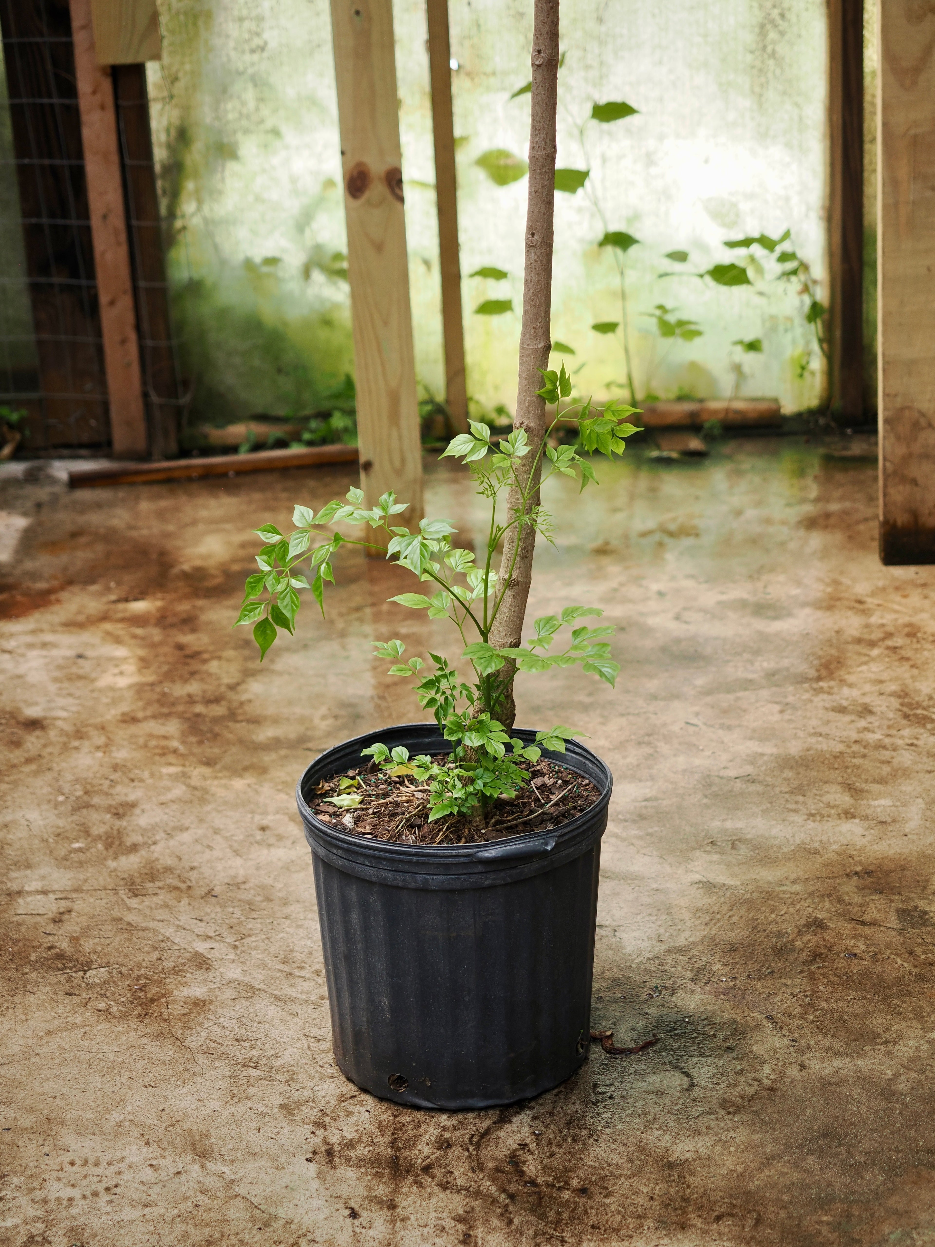 Full Size Chinese Doll Plant