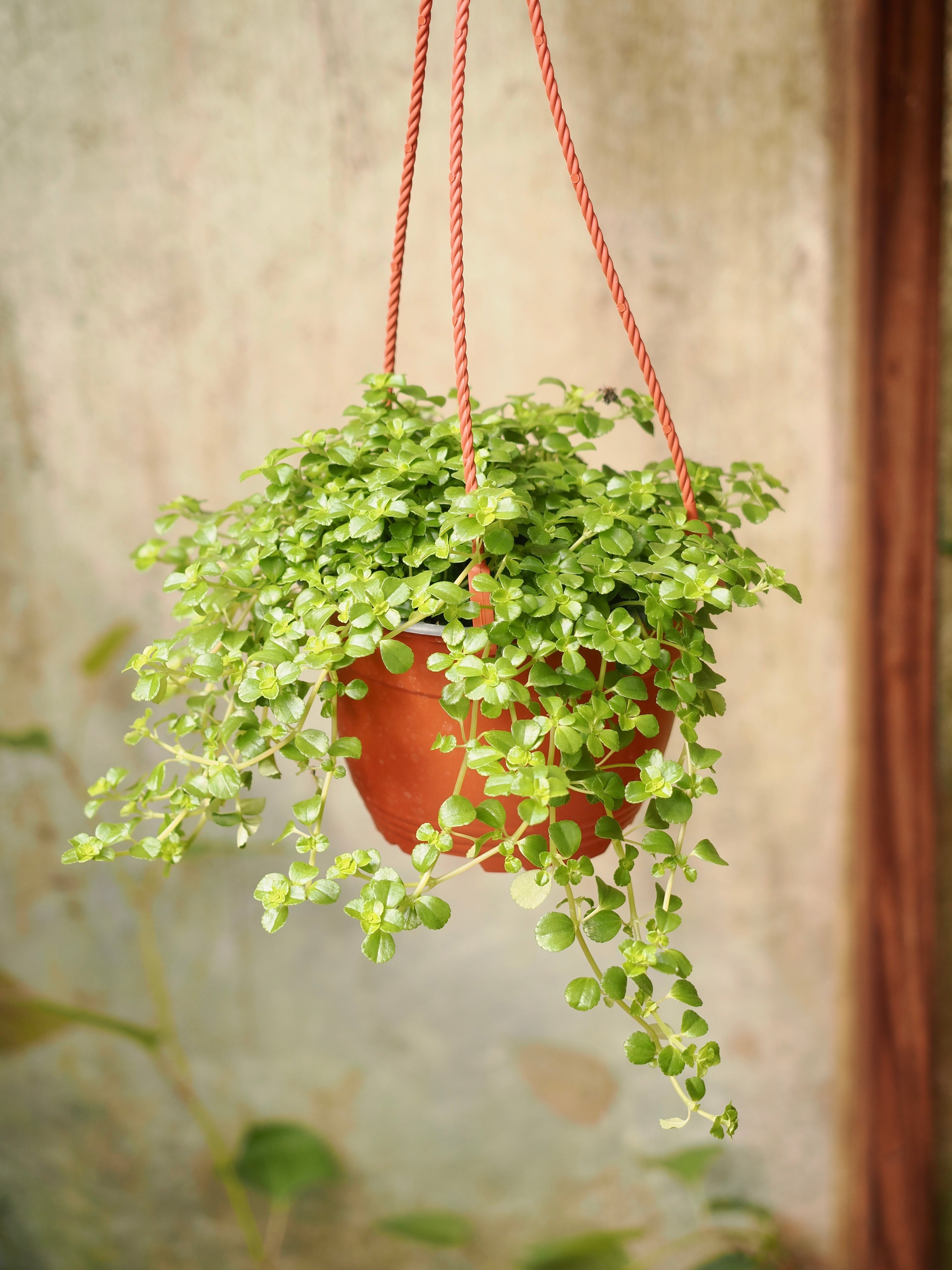 Hanging Pilea Depressa