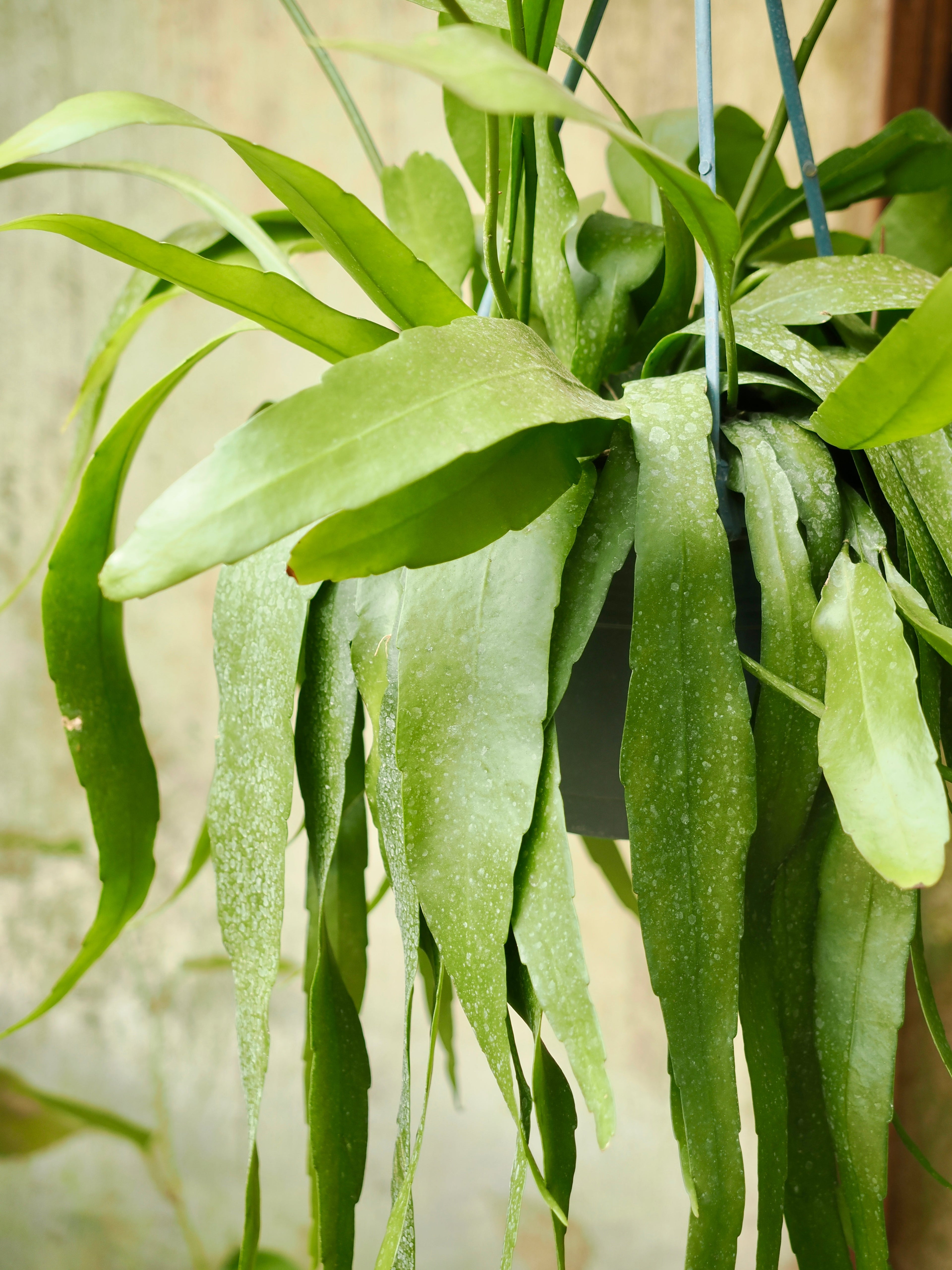 Hanging Queen Of The Night Cactus (Epiphyllum oxypetalum)