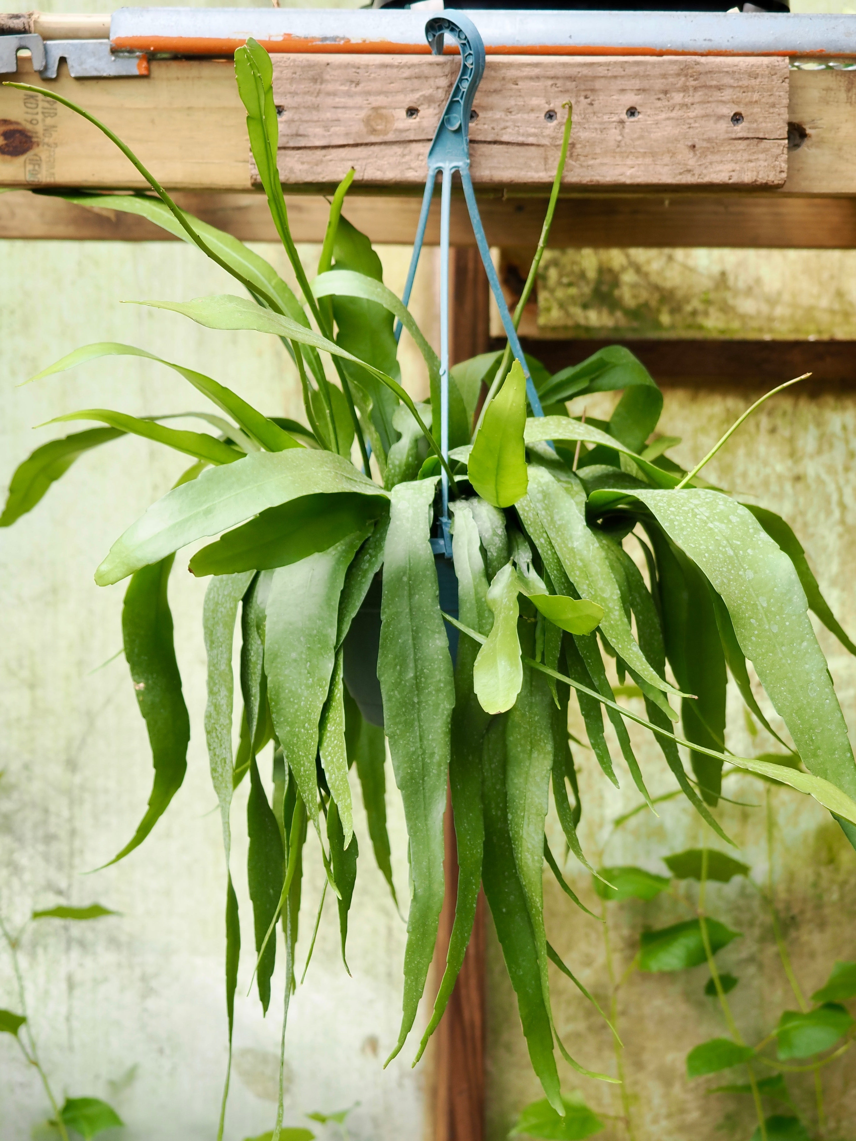 Hanging Queen Of The Night Cactus (Epiphyllum oxypetalum)