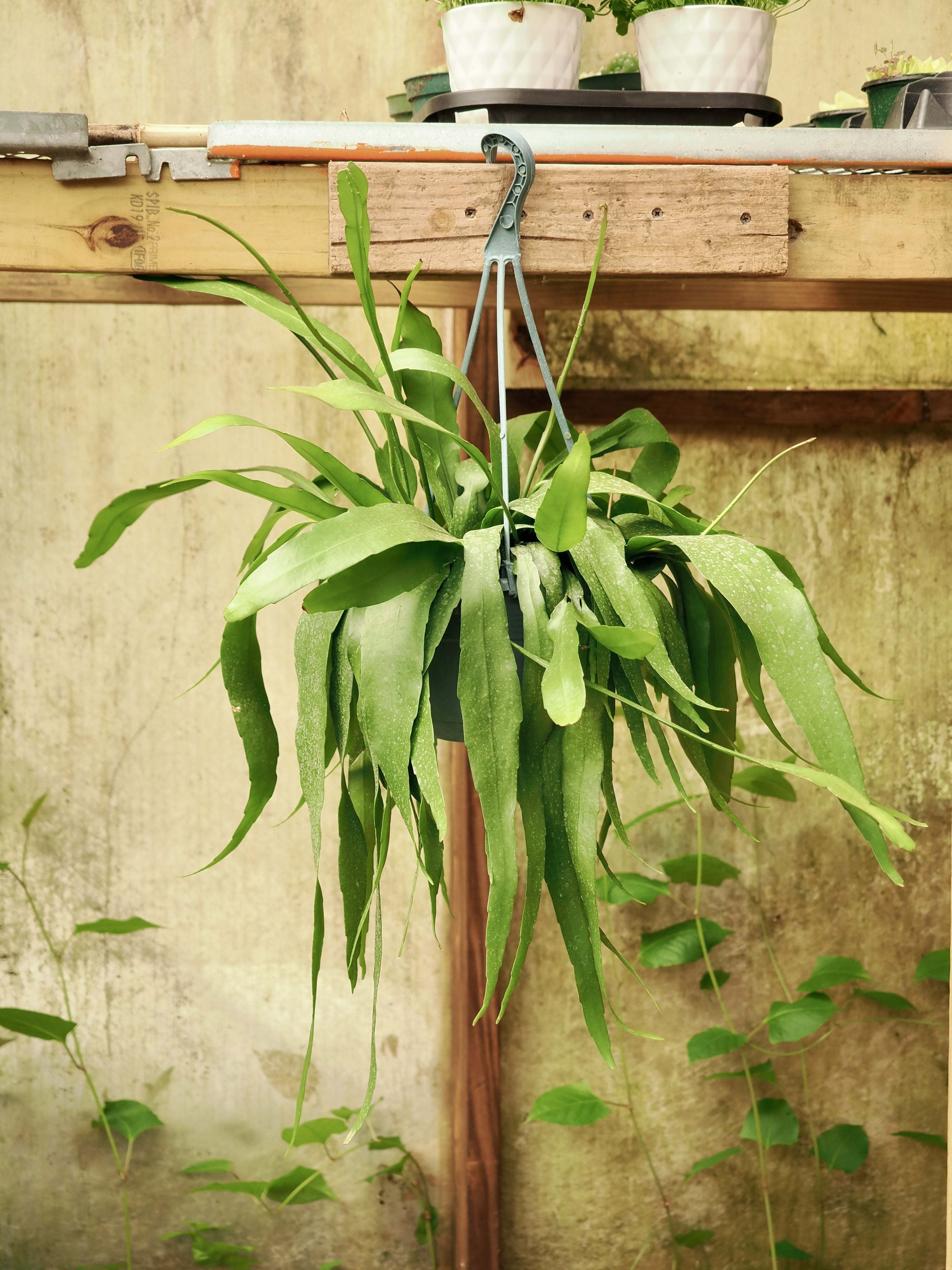 Hanging Queen Of The Night Cactus (Epiphyllum oxypetalum)