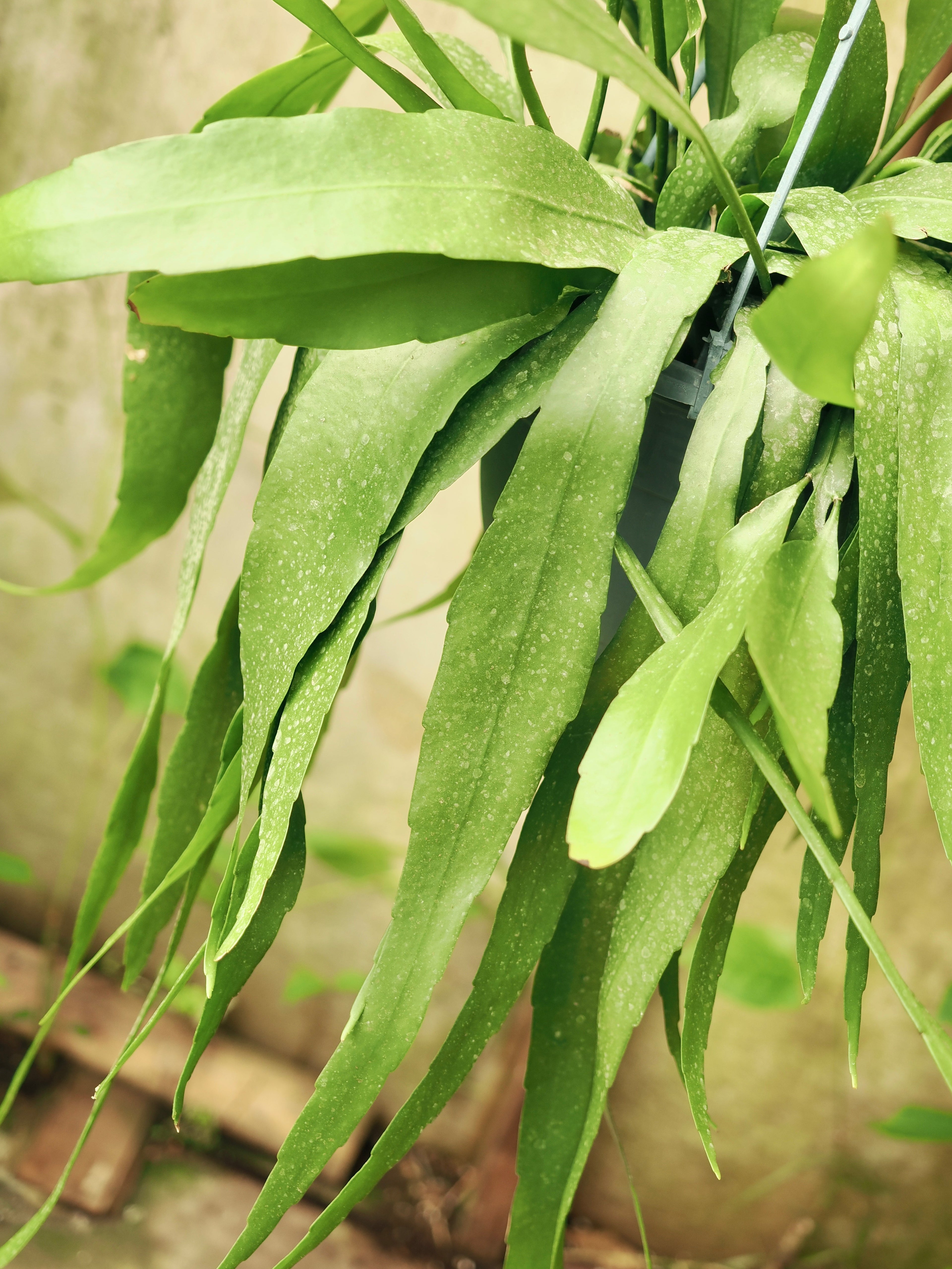 Hanging Queen Of The Night Cactus (Epiphyllum oxypetalum)