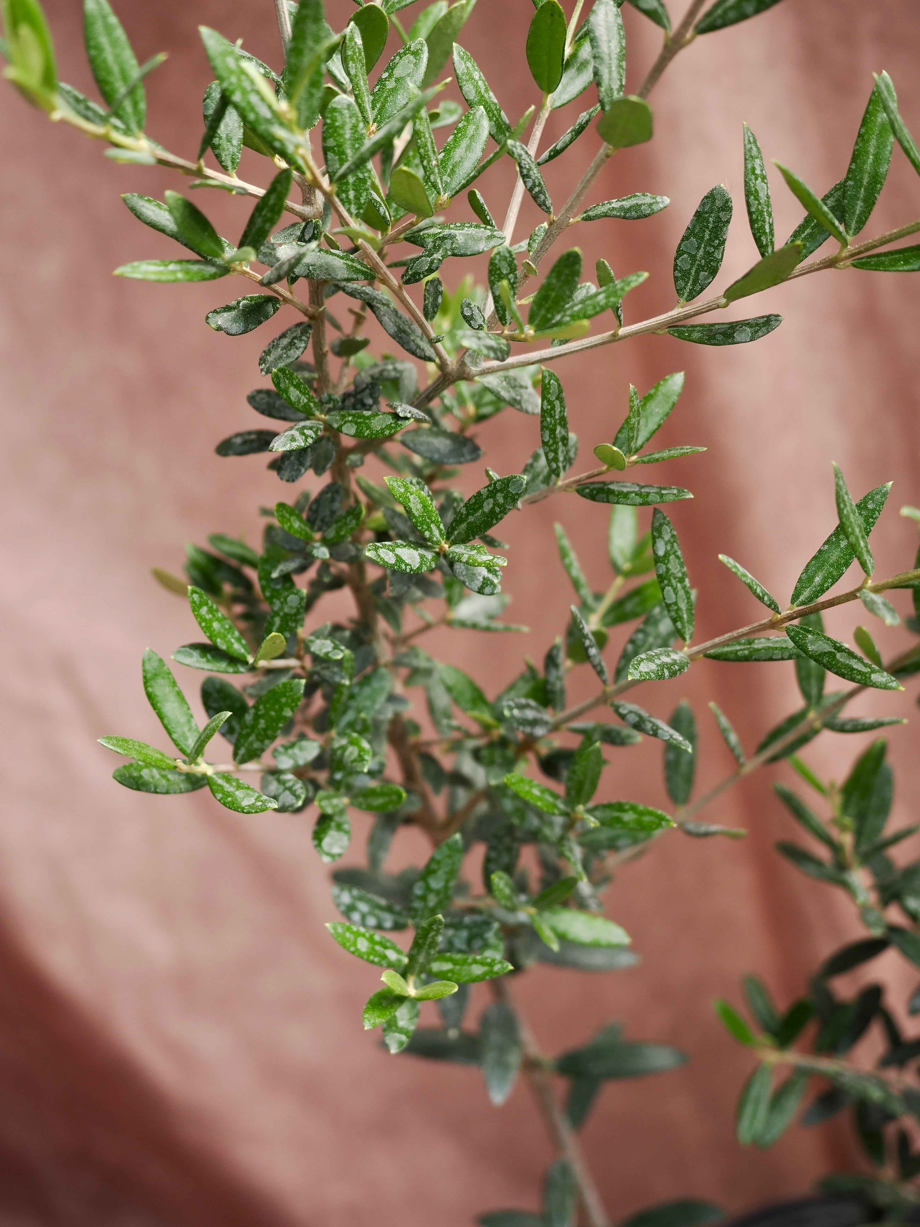 Large Olive Tree