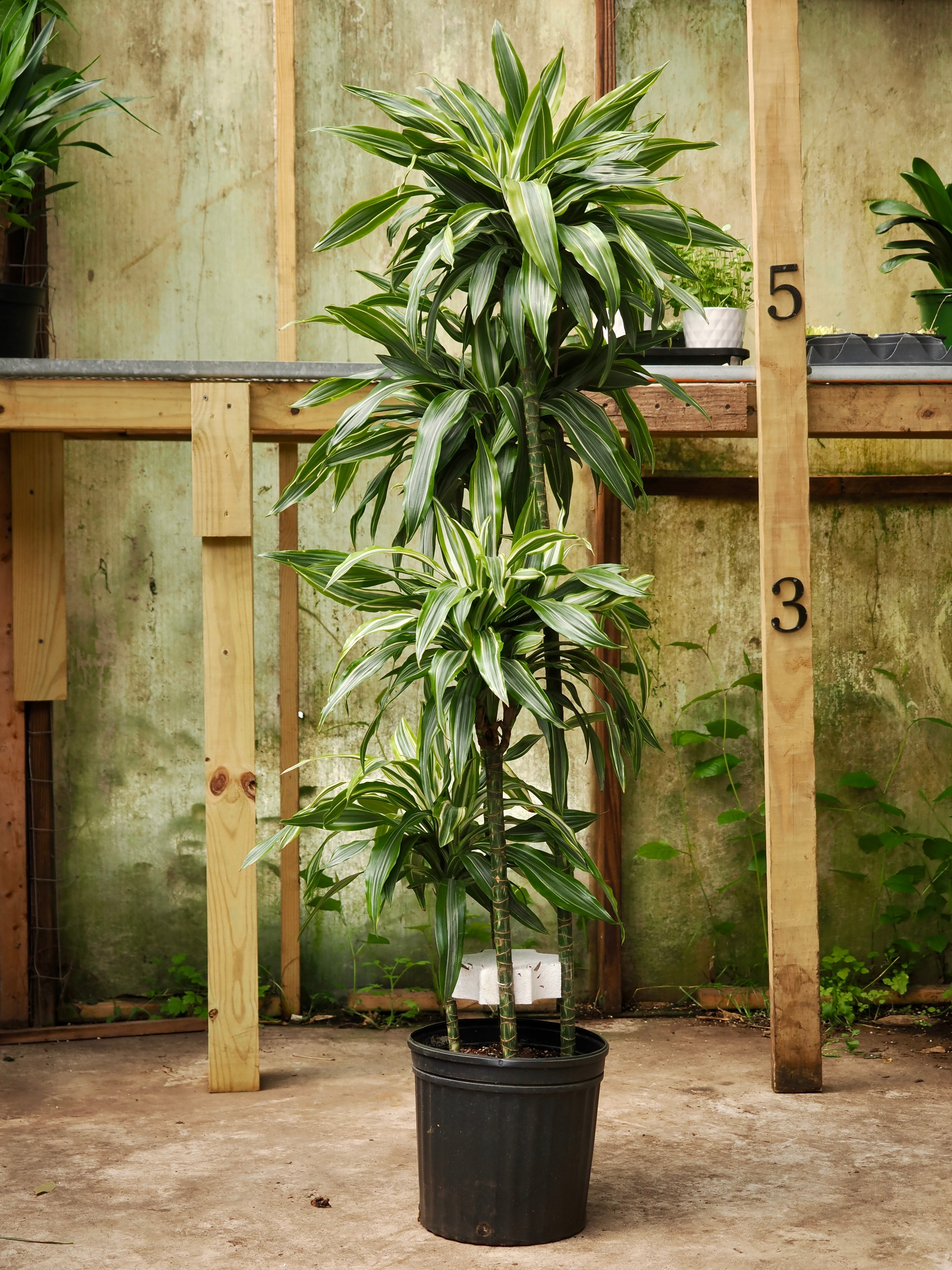 Full Size Dracaena &