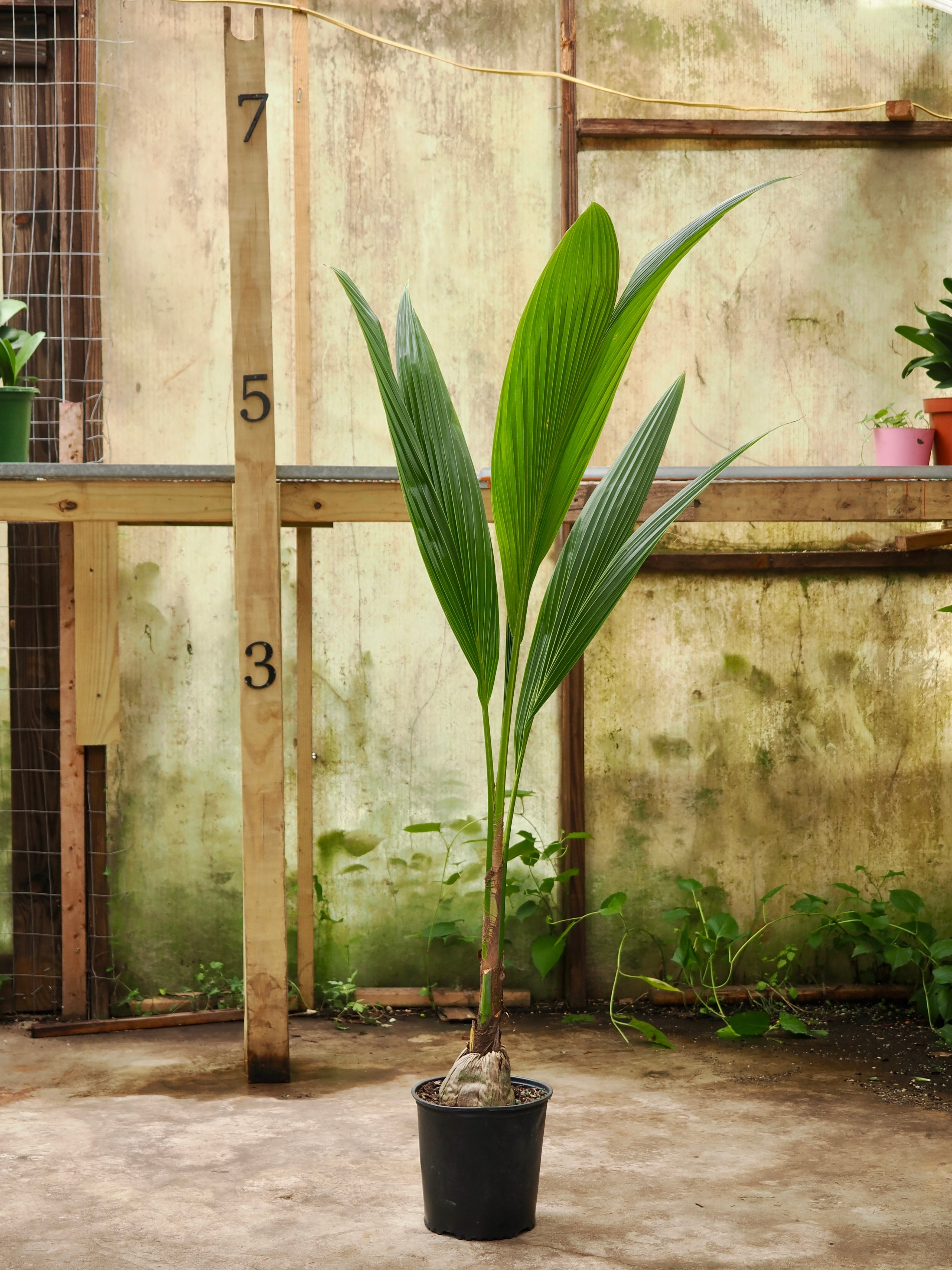 Large Coconut Palm