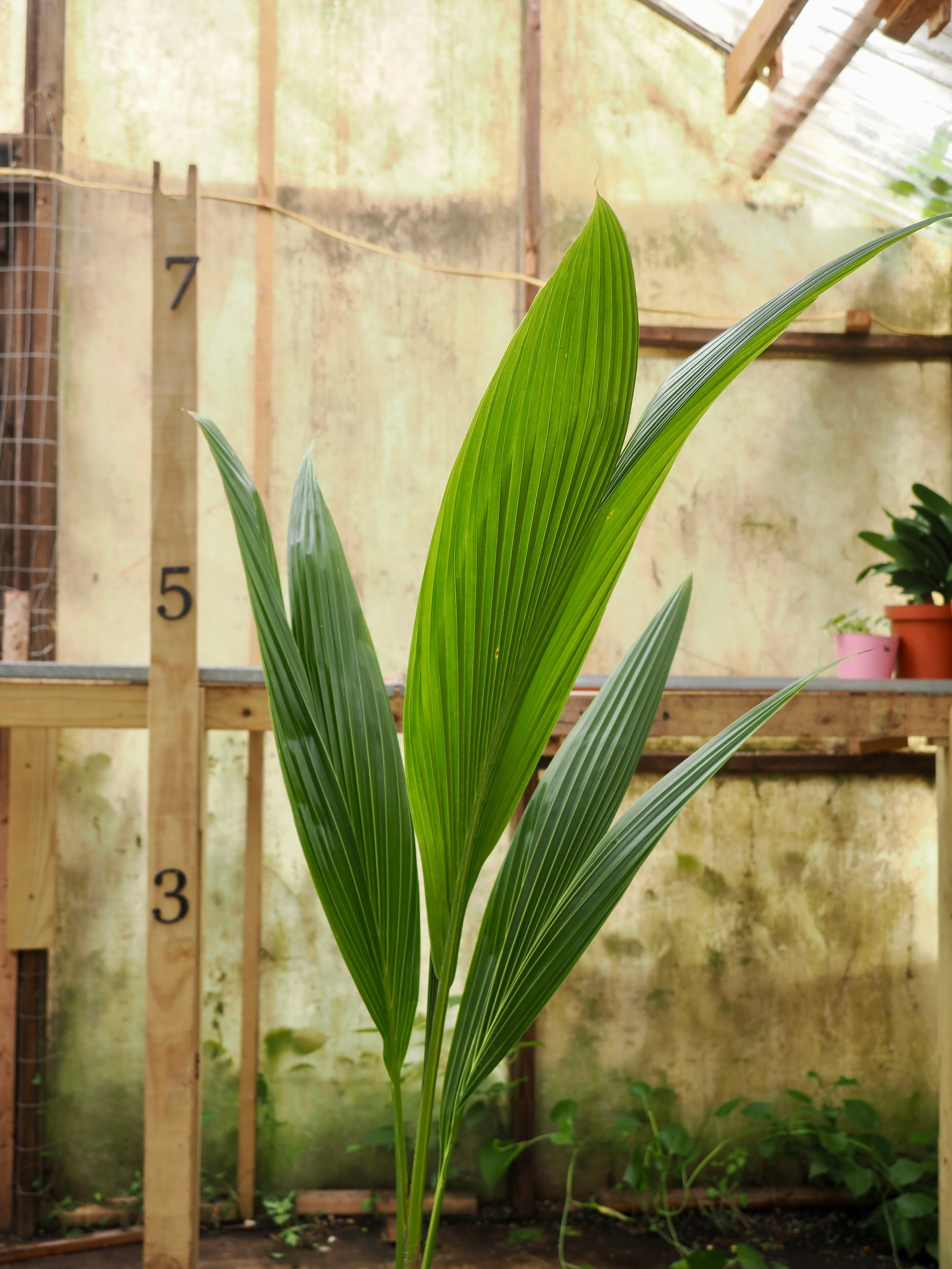 Large Coconut Palm