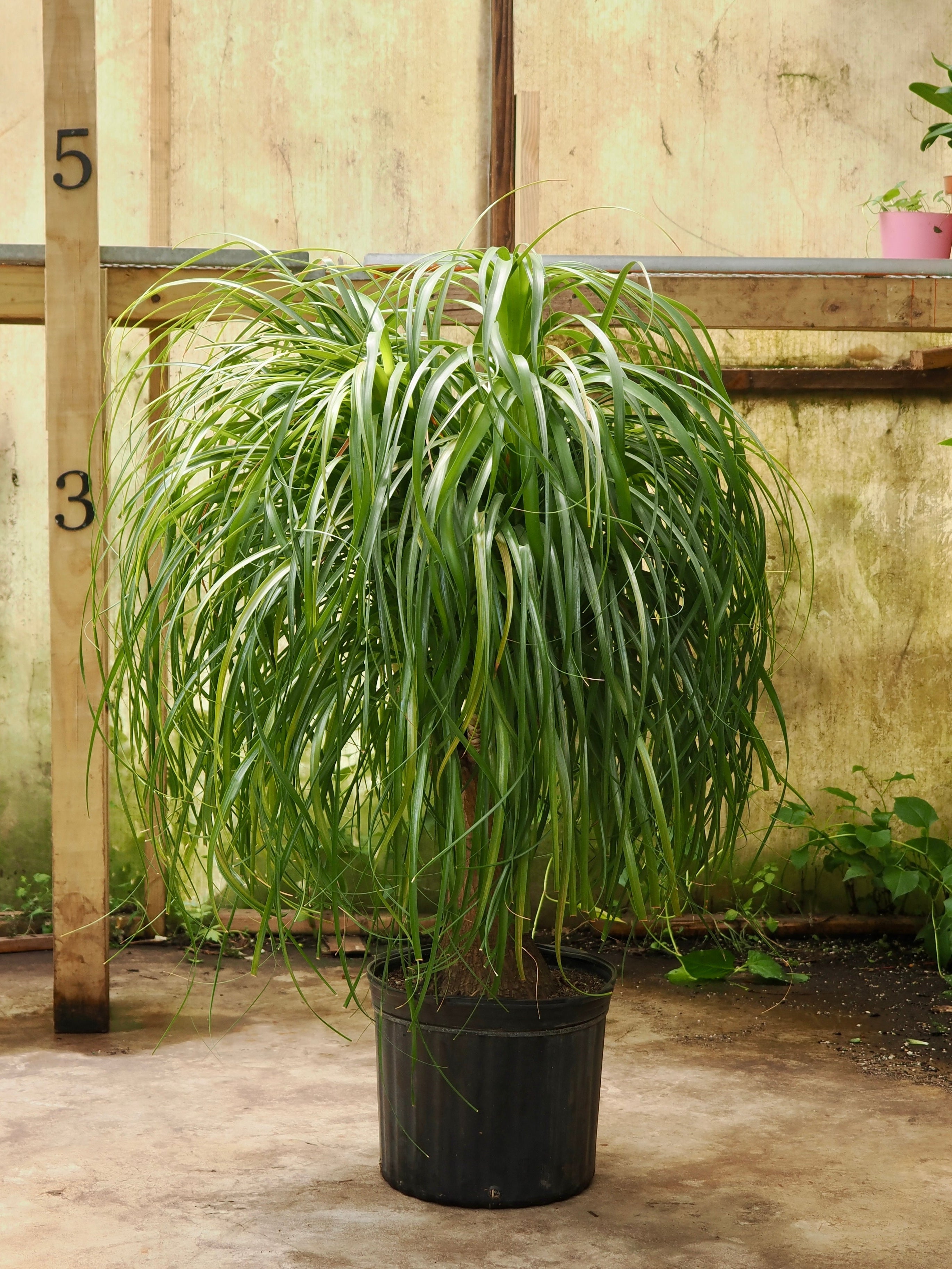 Full Size Ponytail Palm