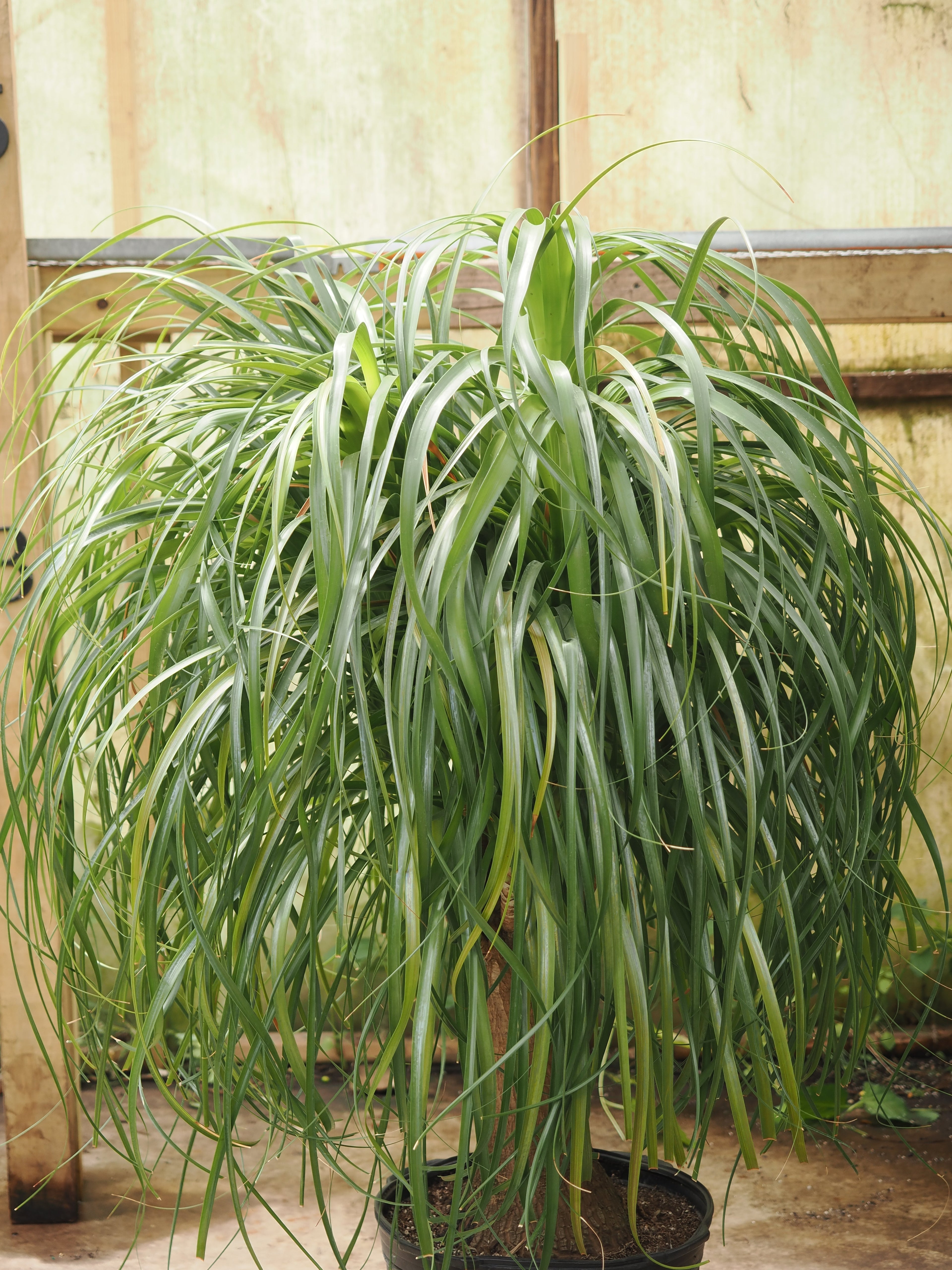 Full Size Ponytail Palm
