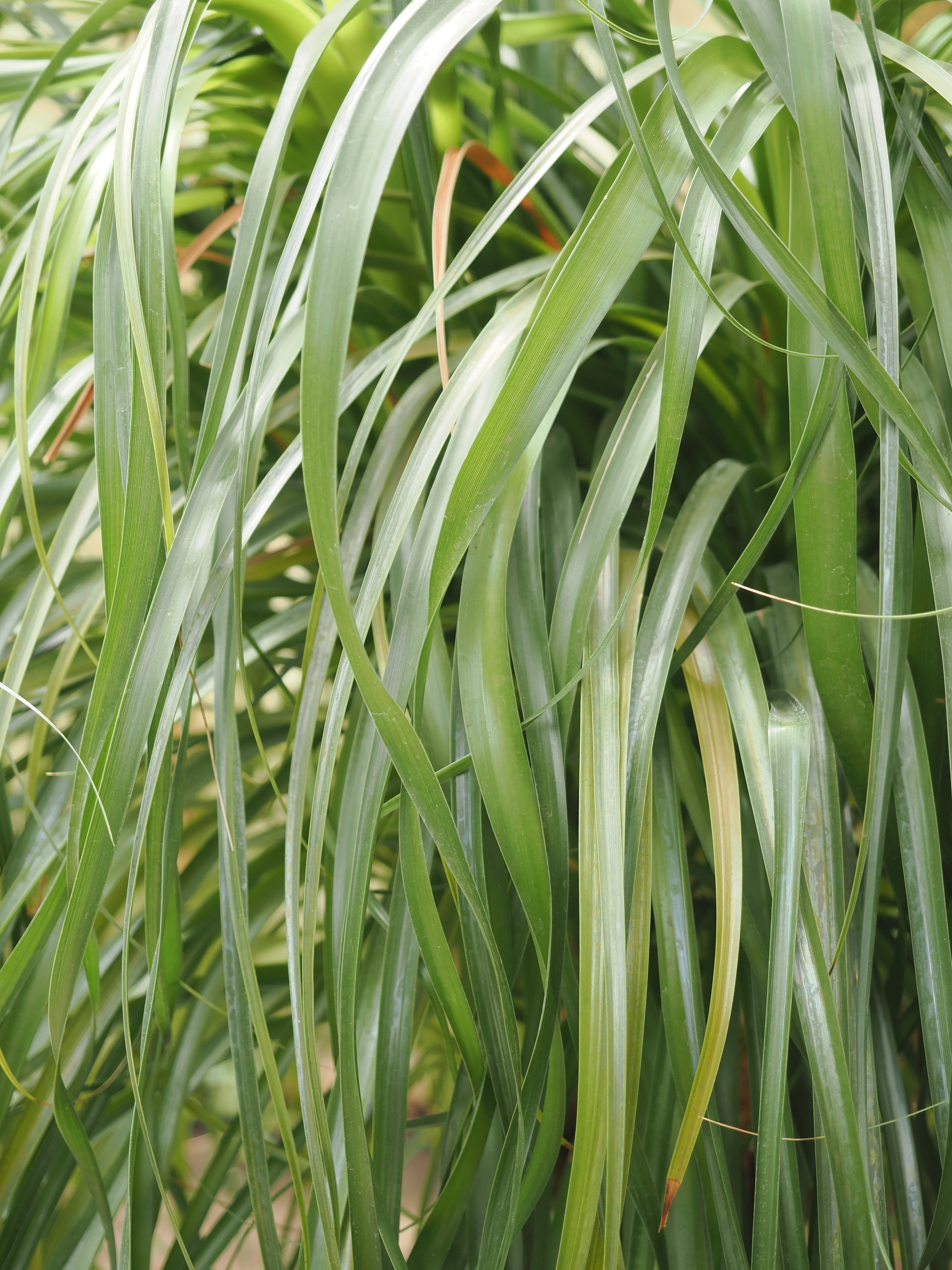 Full Size Ponytail Palm