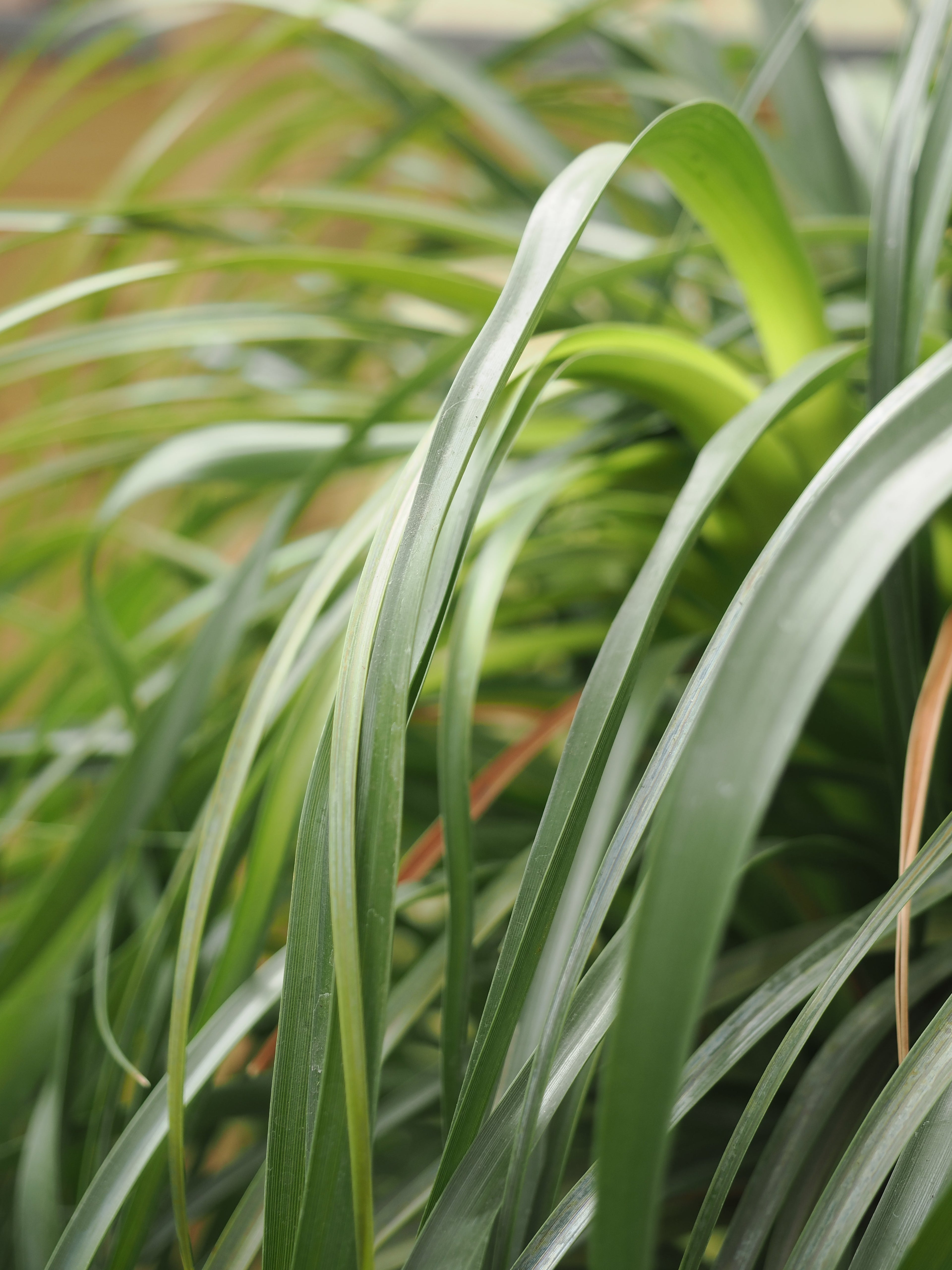Full Size Ponytail Palm