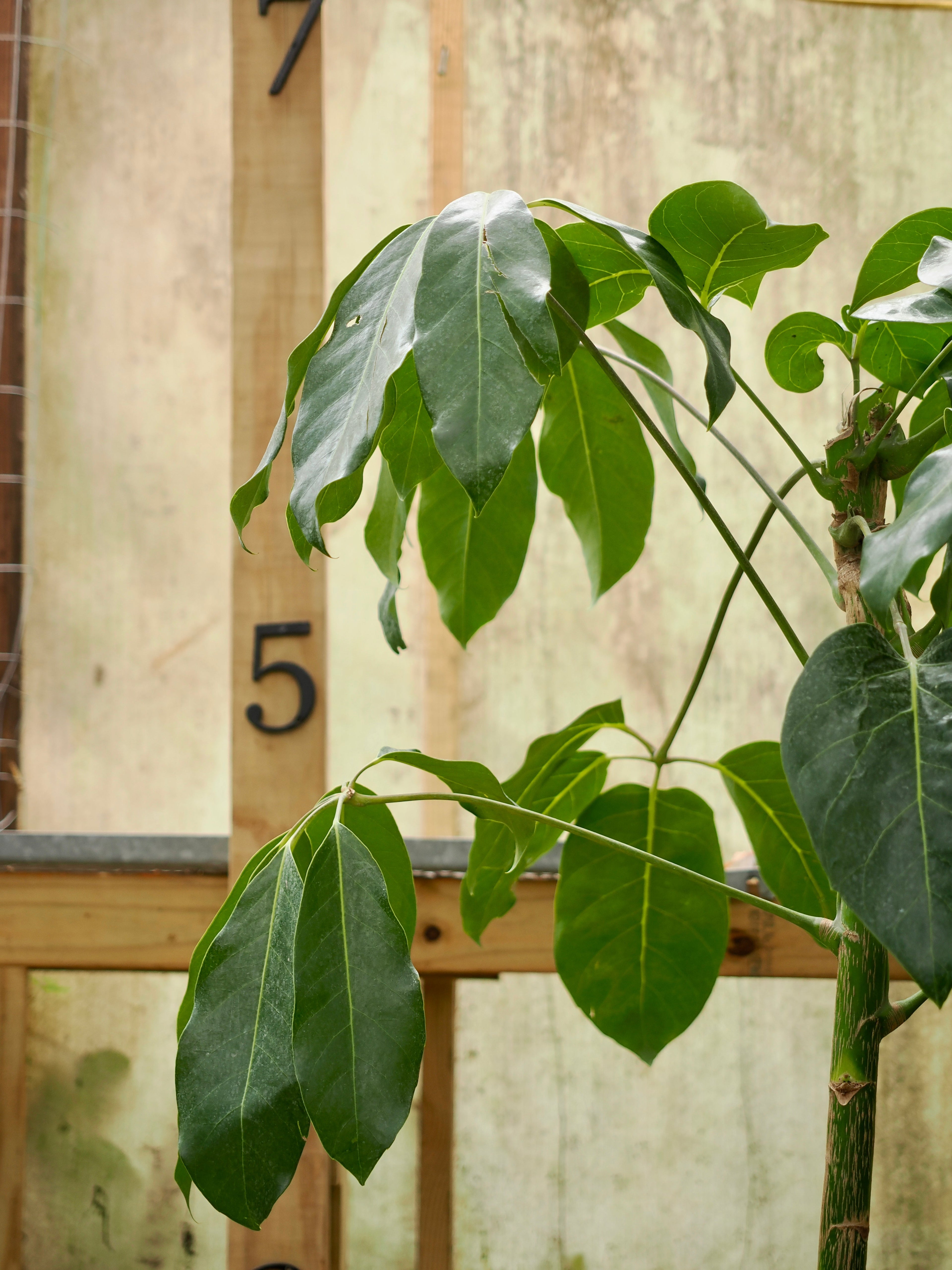 Full Size Schefflera &