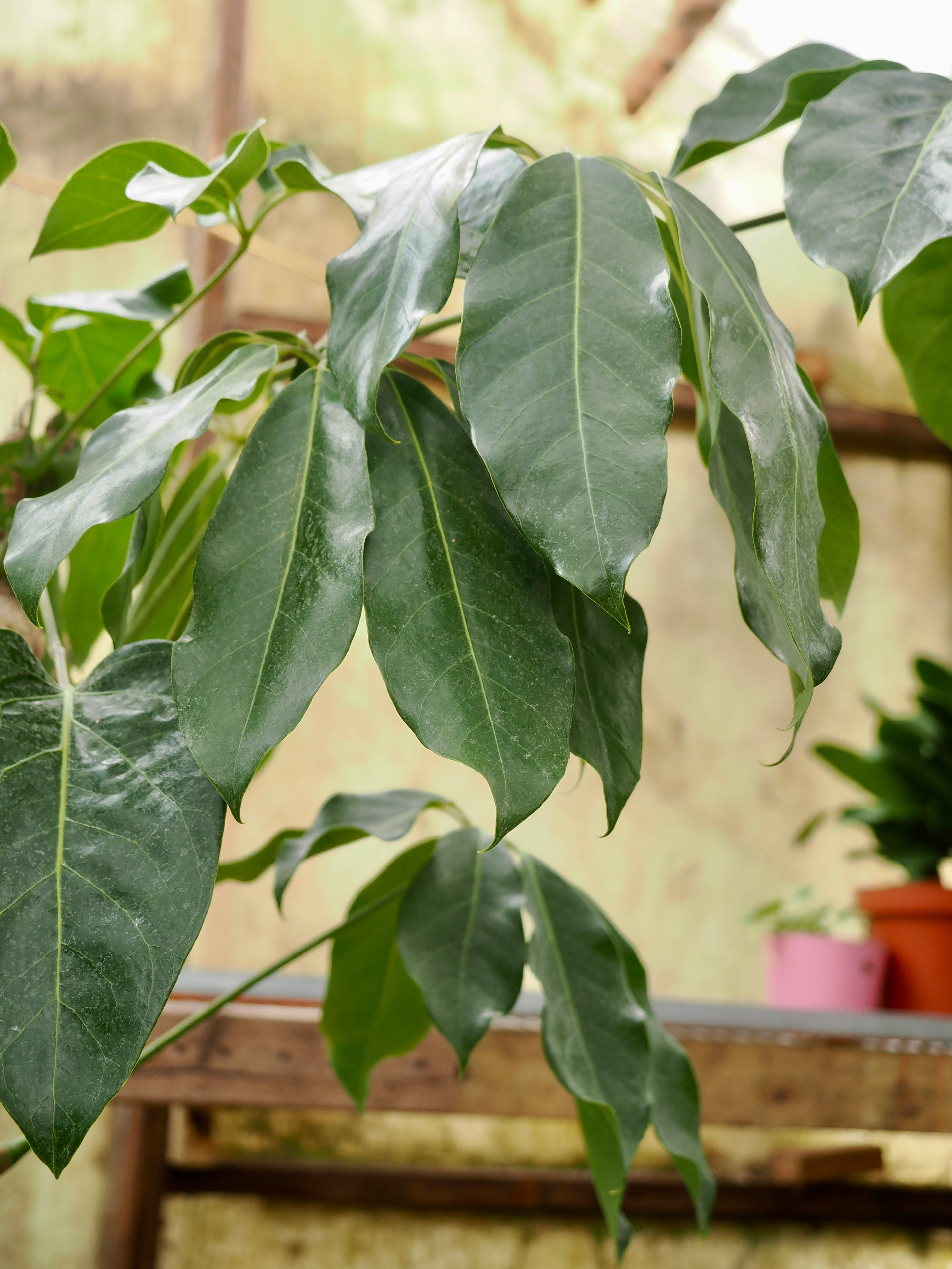 Full Size Schefflera &