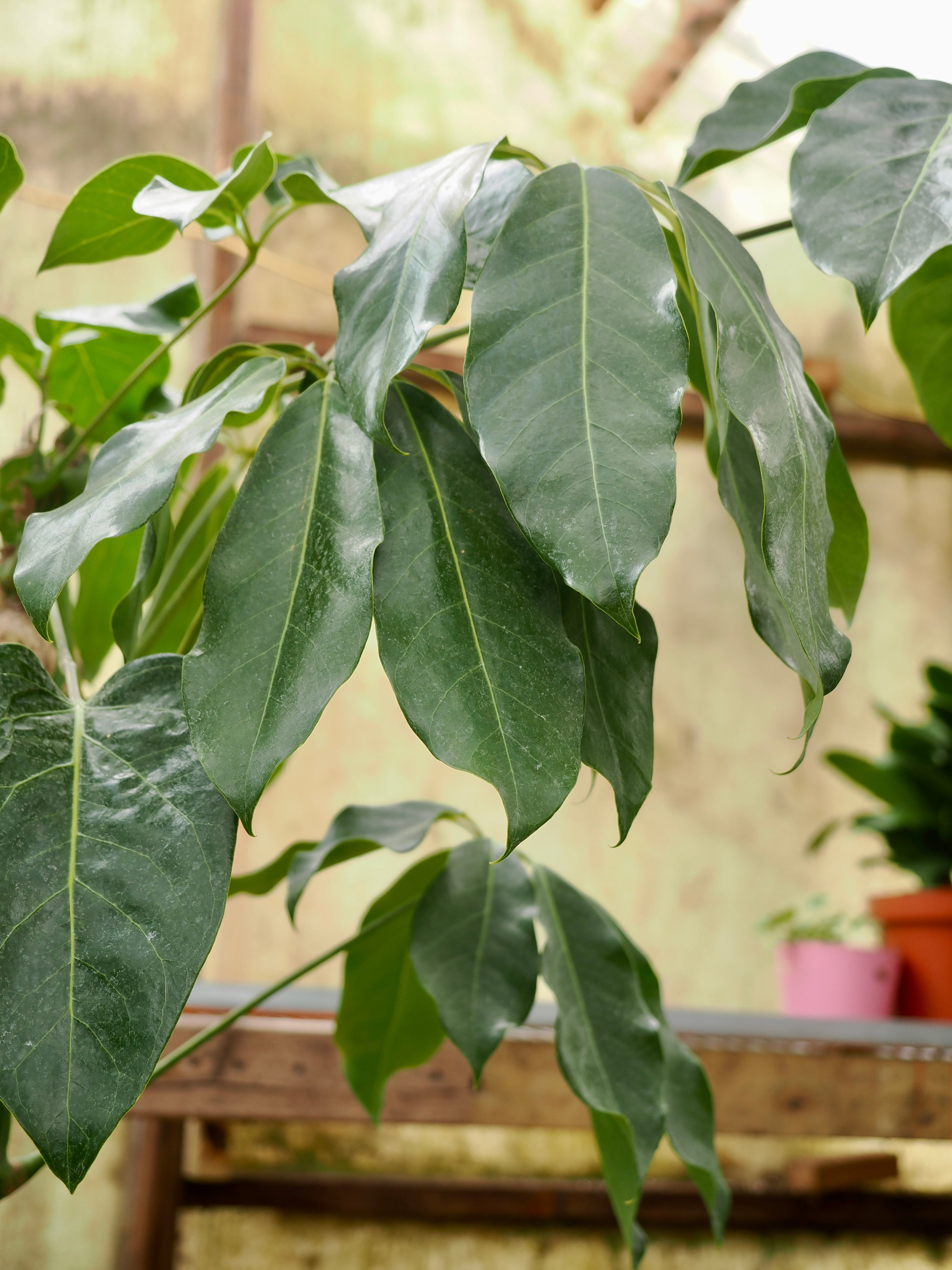 Full Size Schefflera &