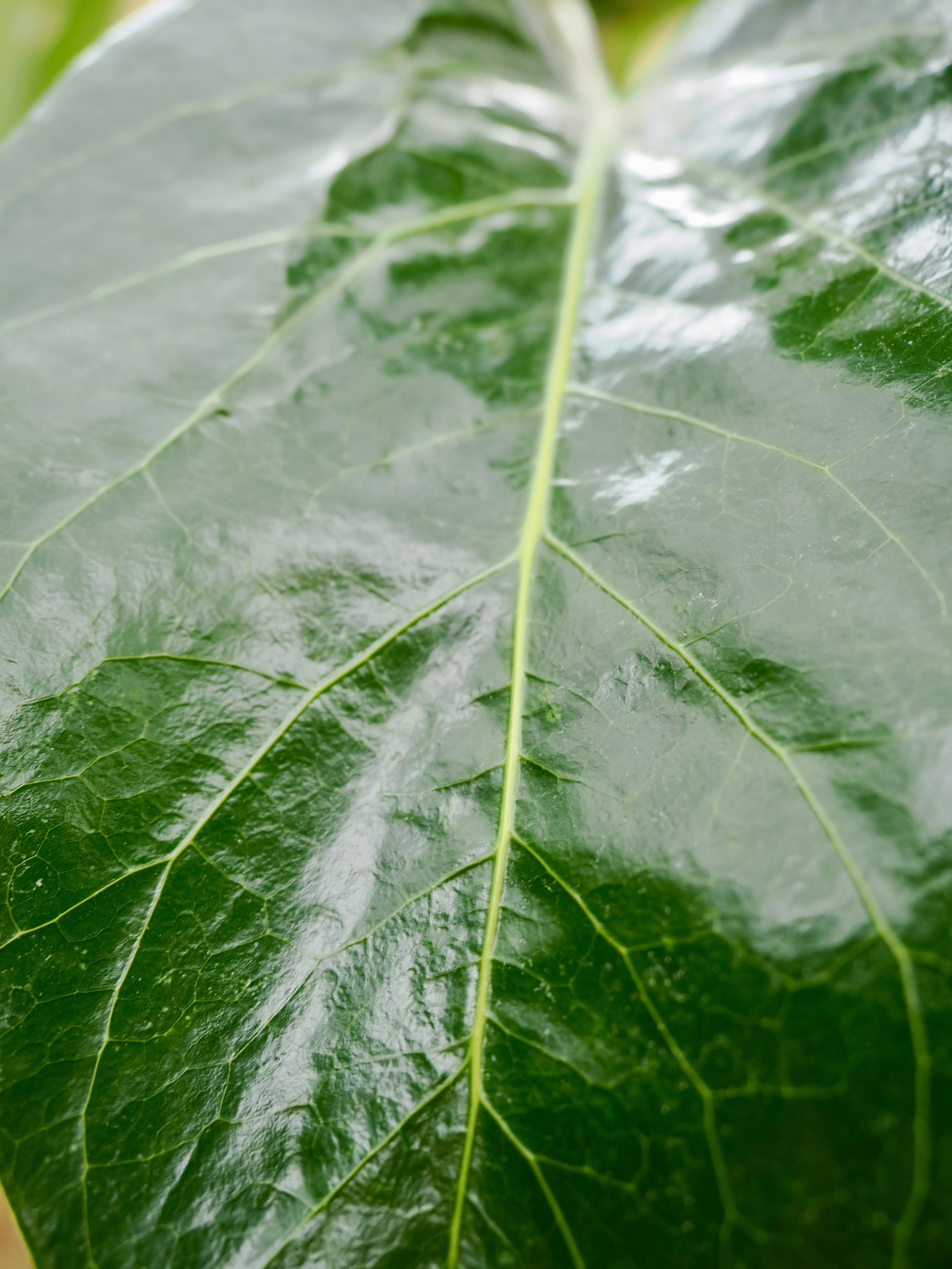 Full Size Schefflera &