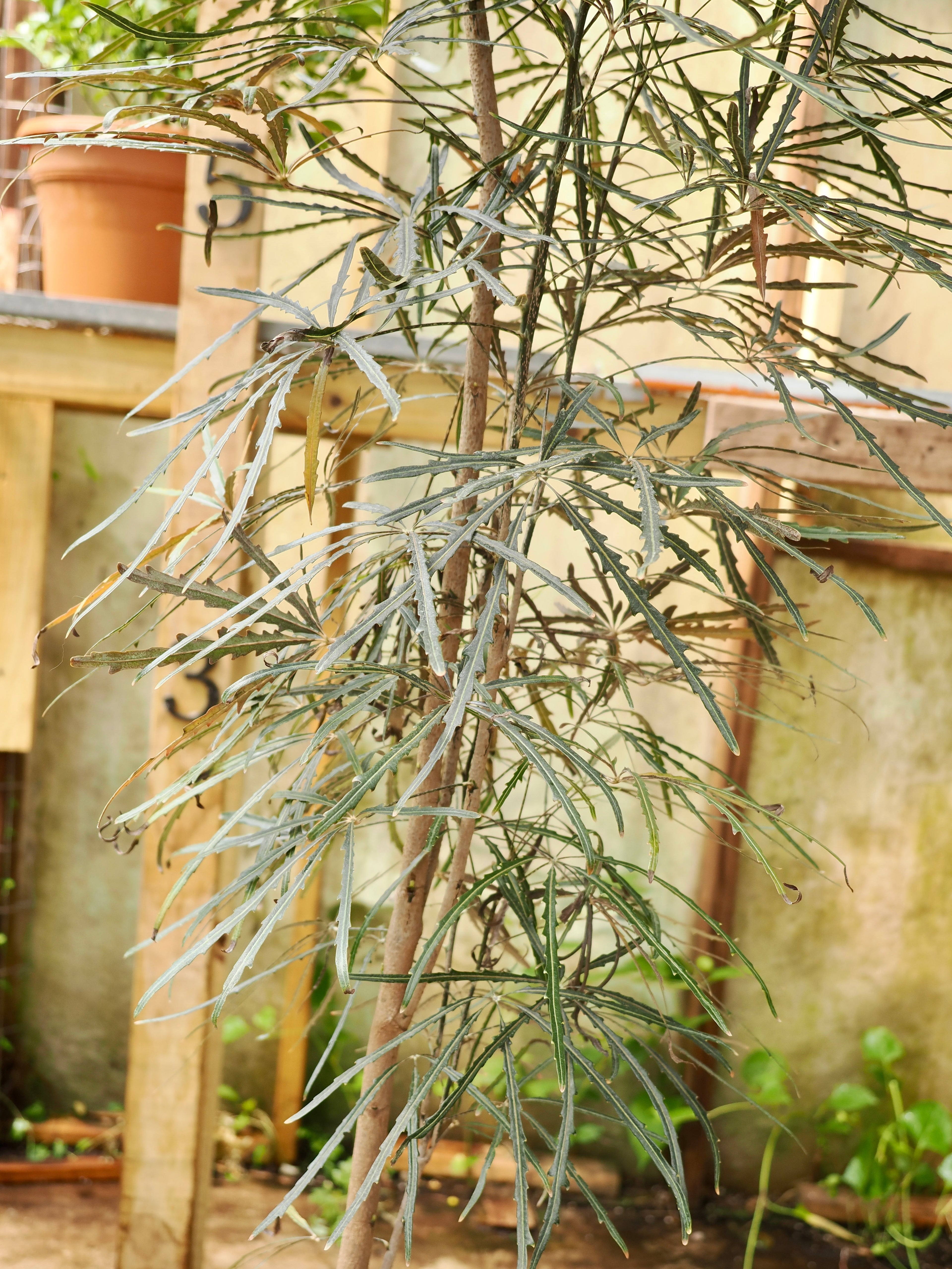 Full Size False Aralia