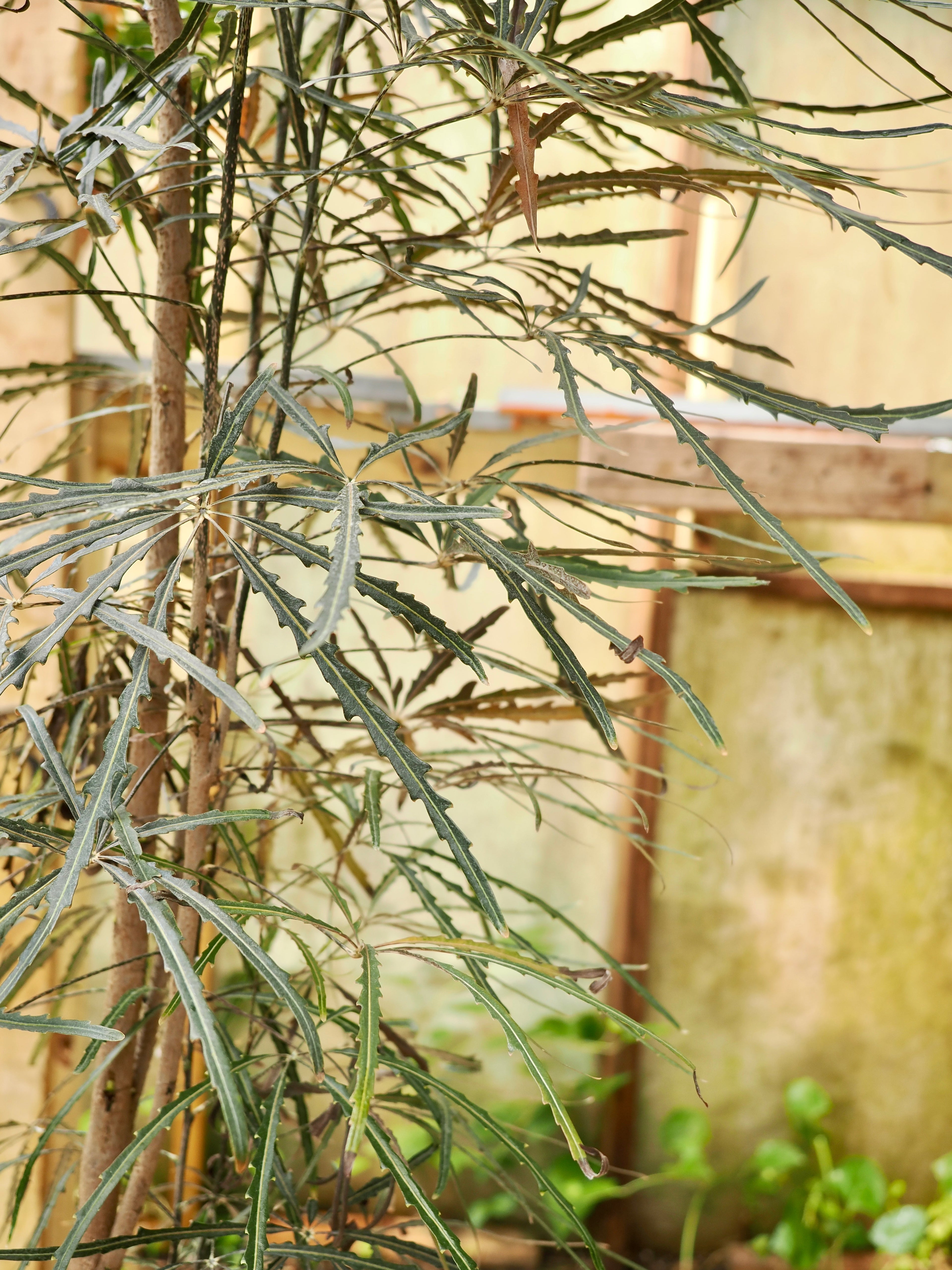 Full Size False Aralia
