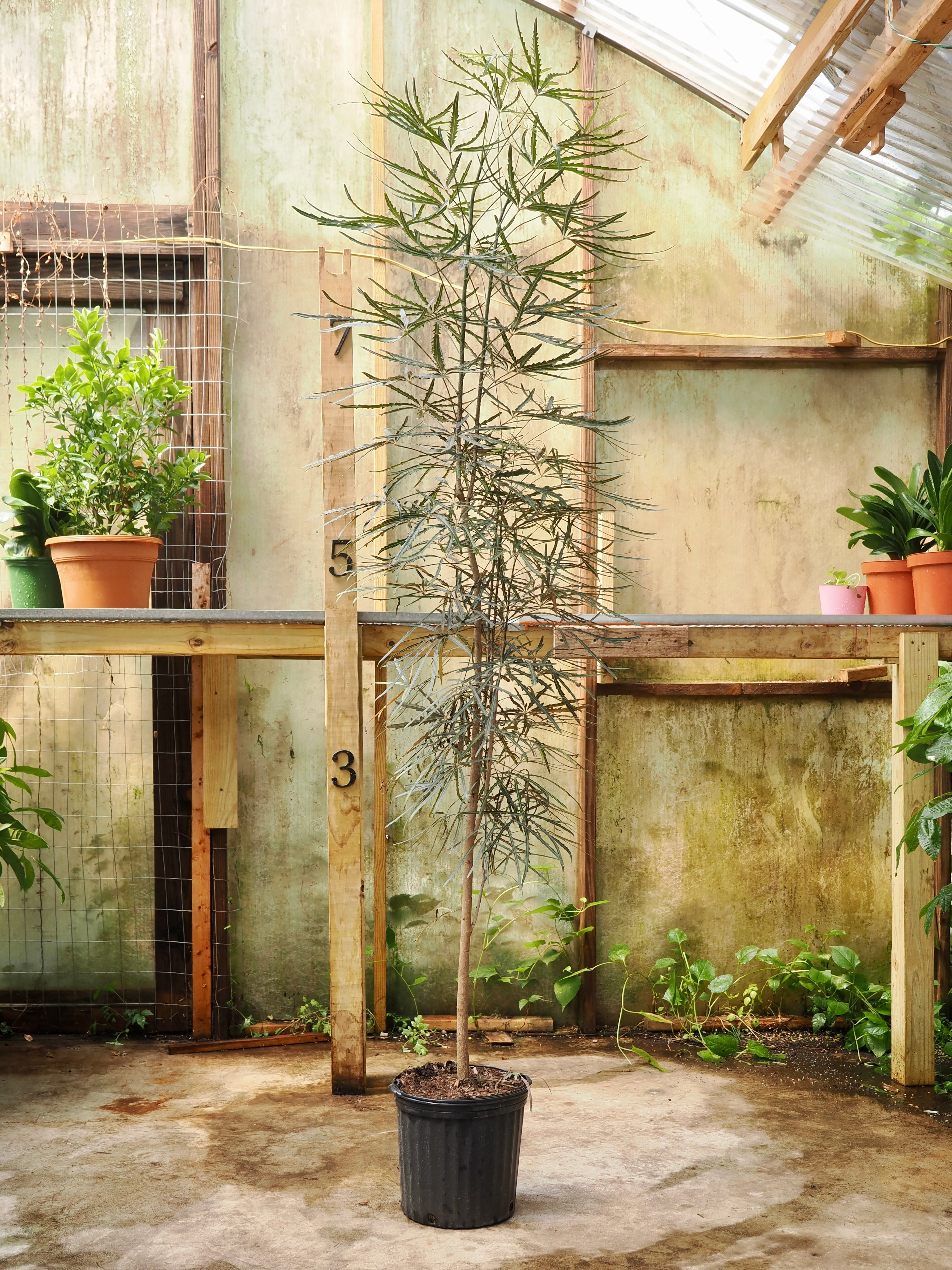 Full Size False Aralia