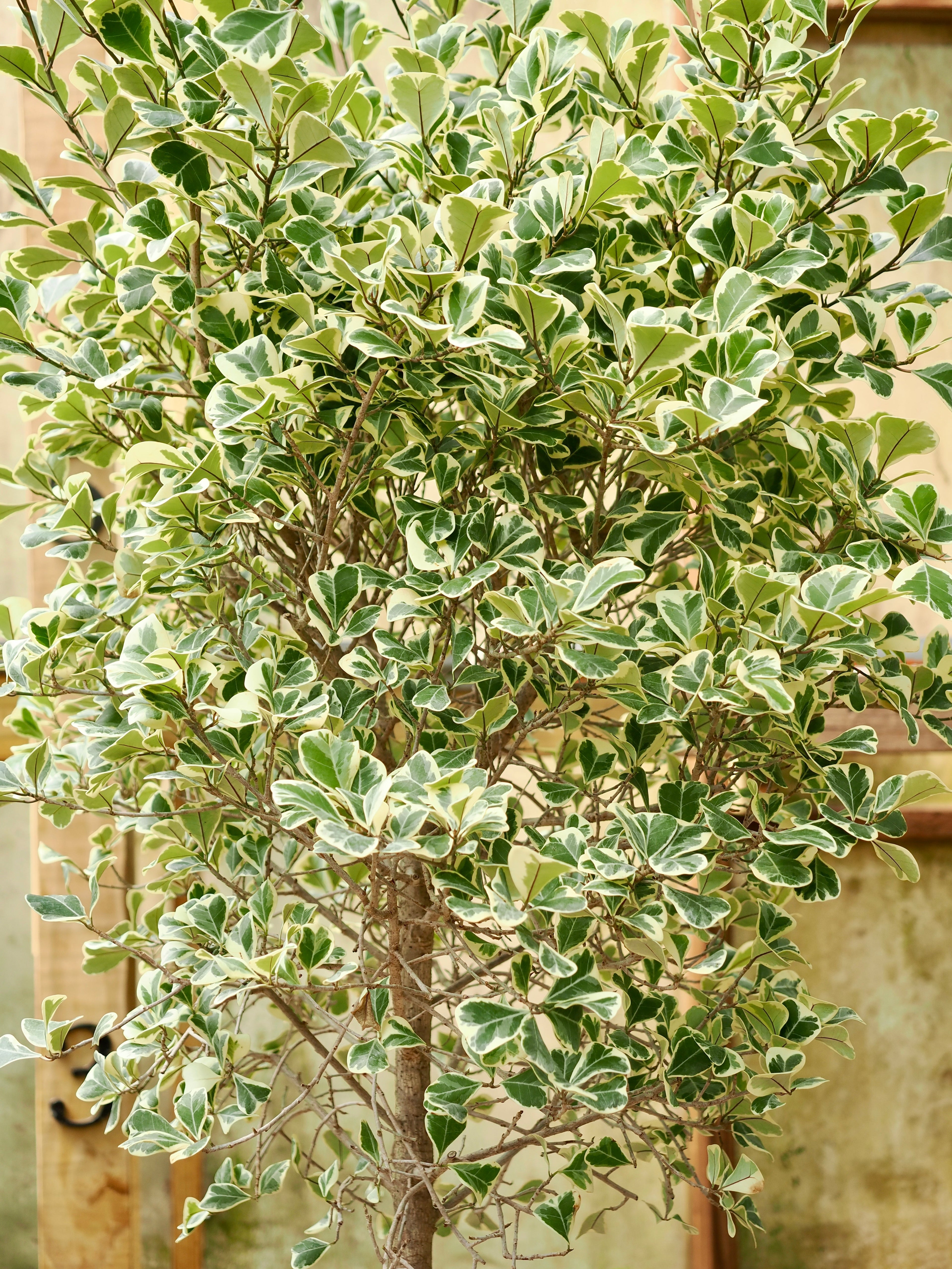 Variegated Ficus triangularis