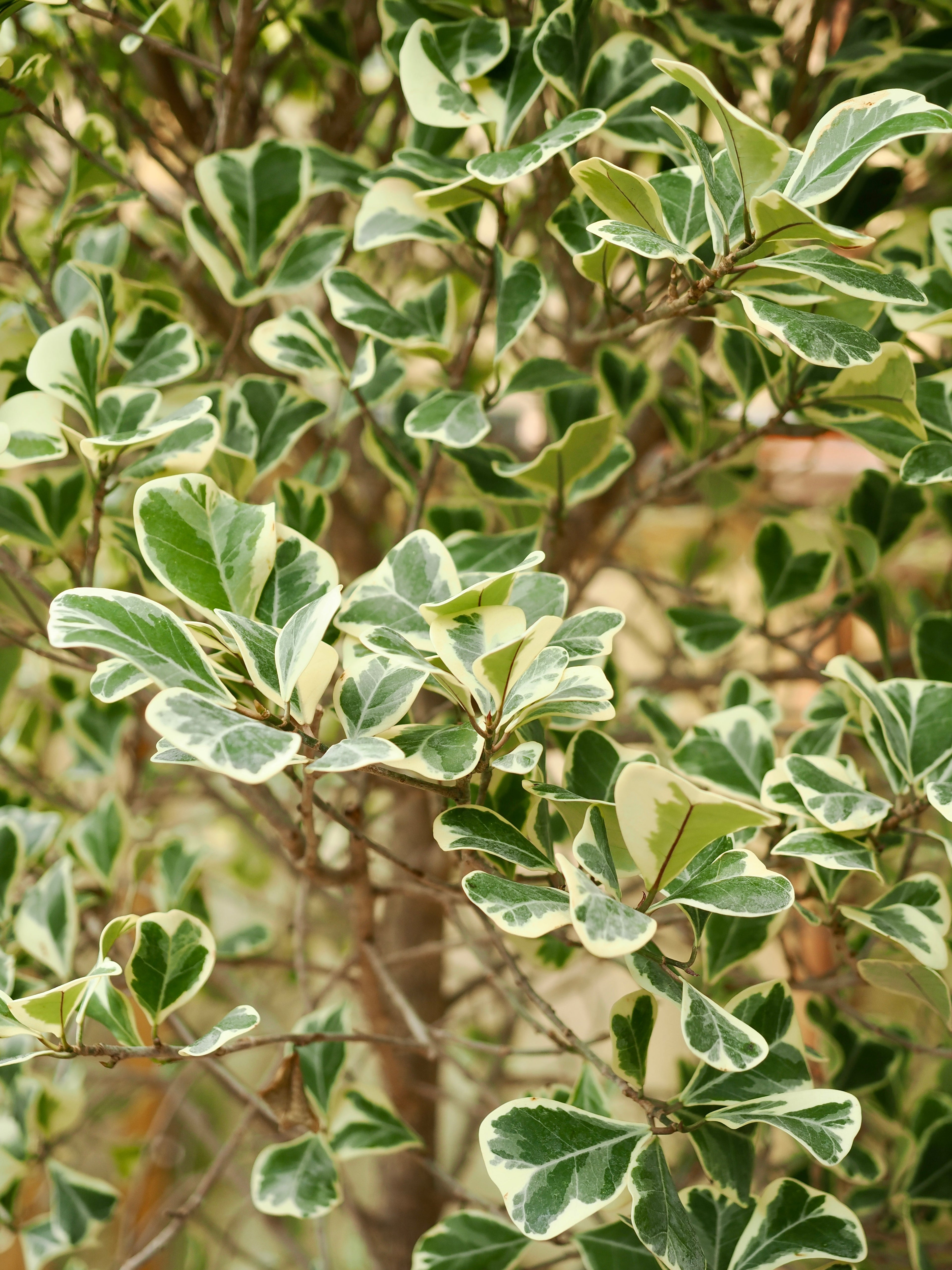 Variegated Ficus triangularis
