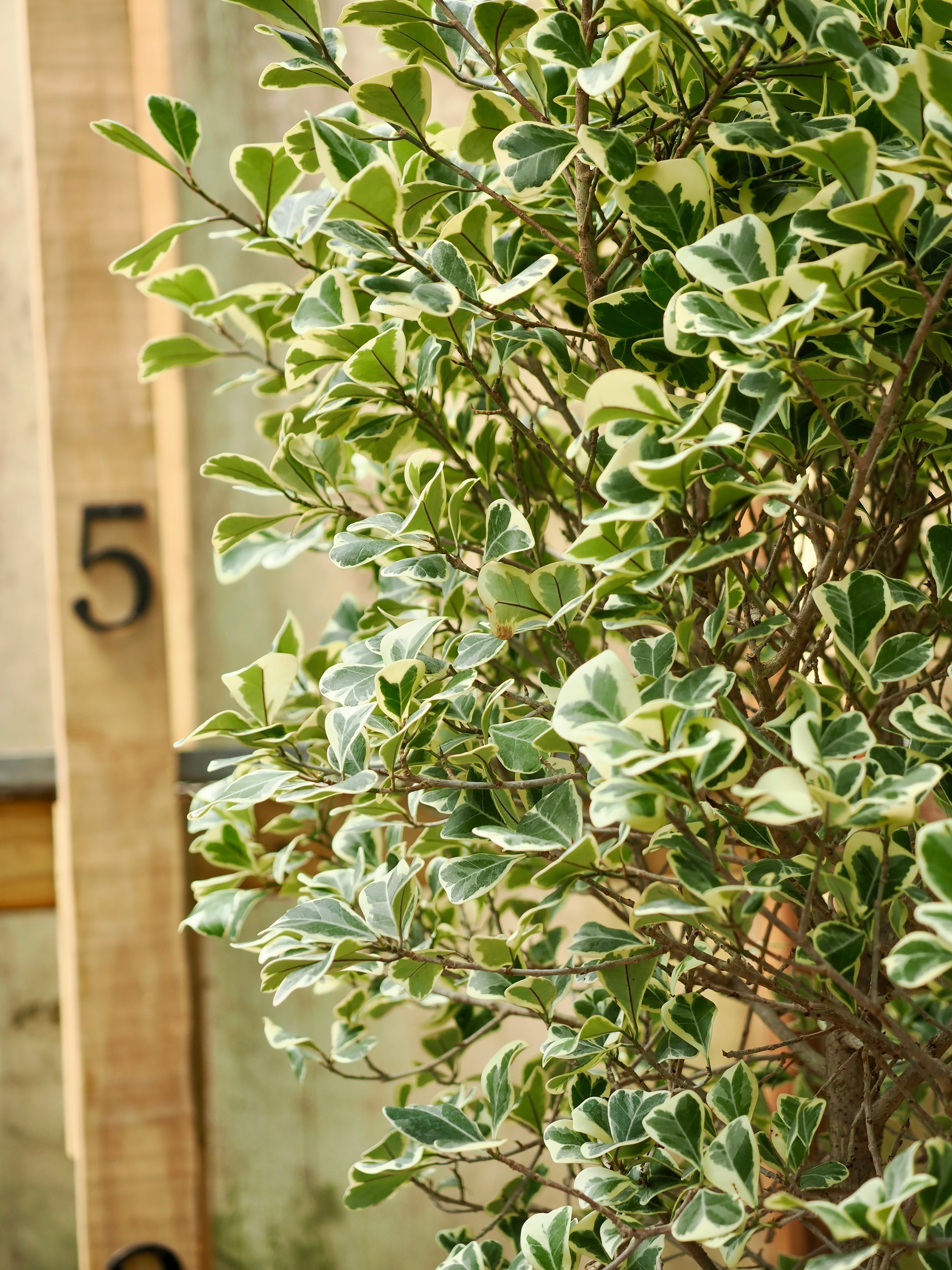 Variegated Ficus triangularis