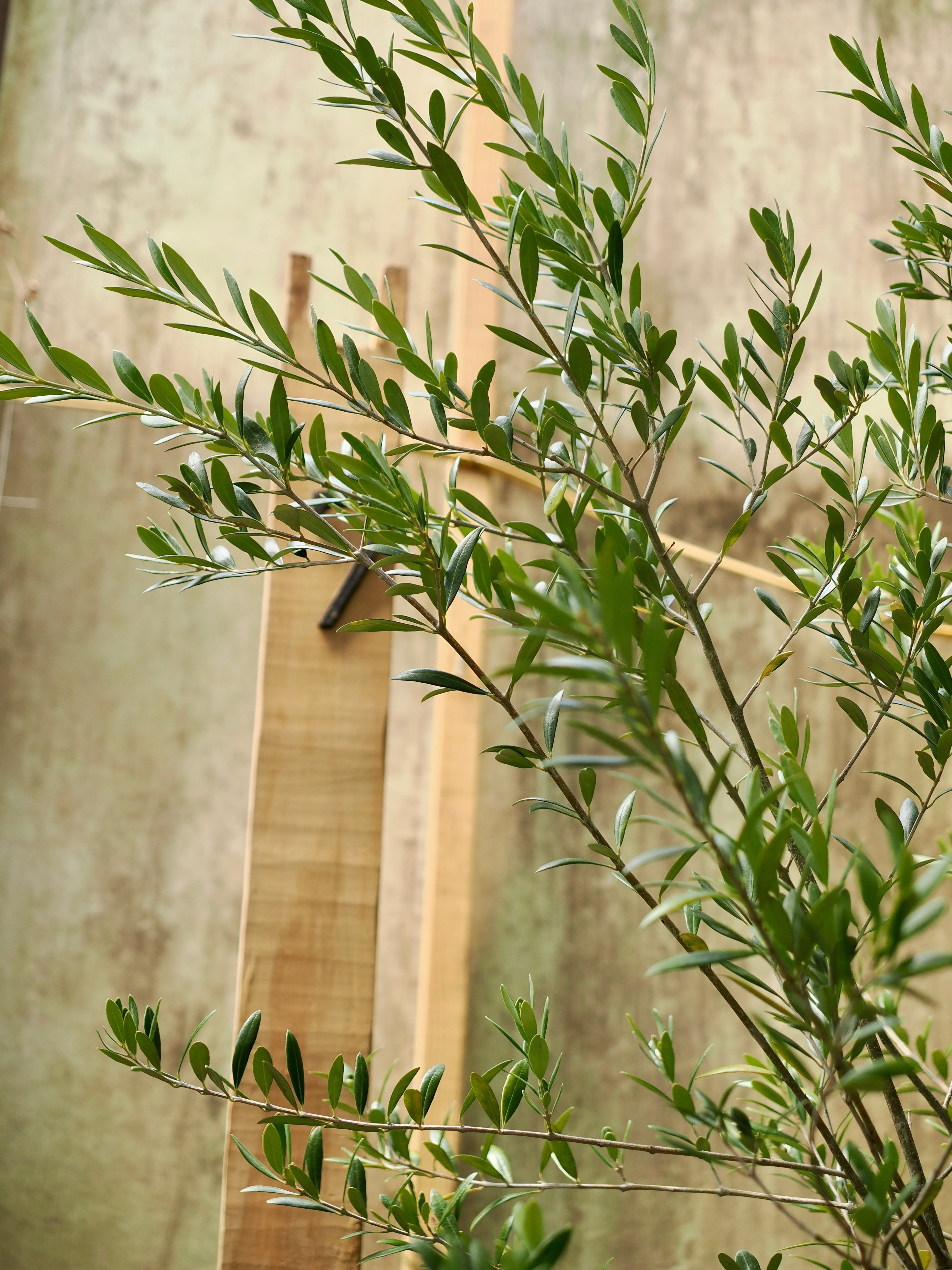 Huge Olive Tree