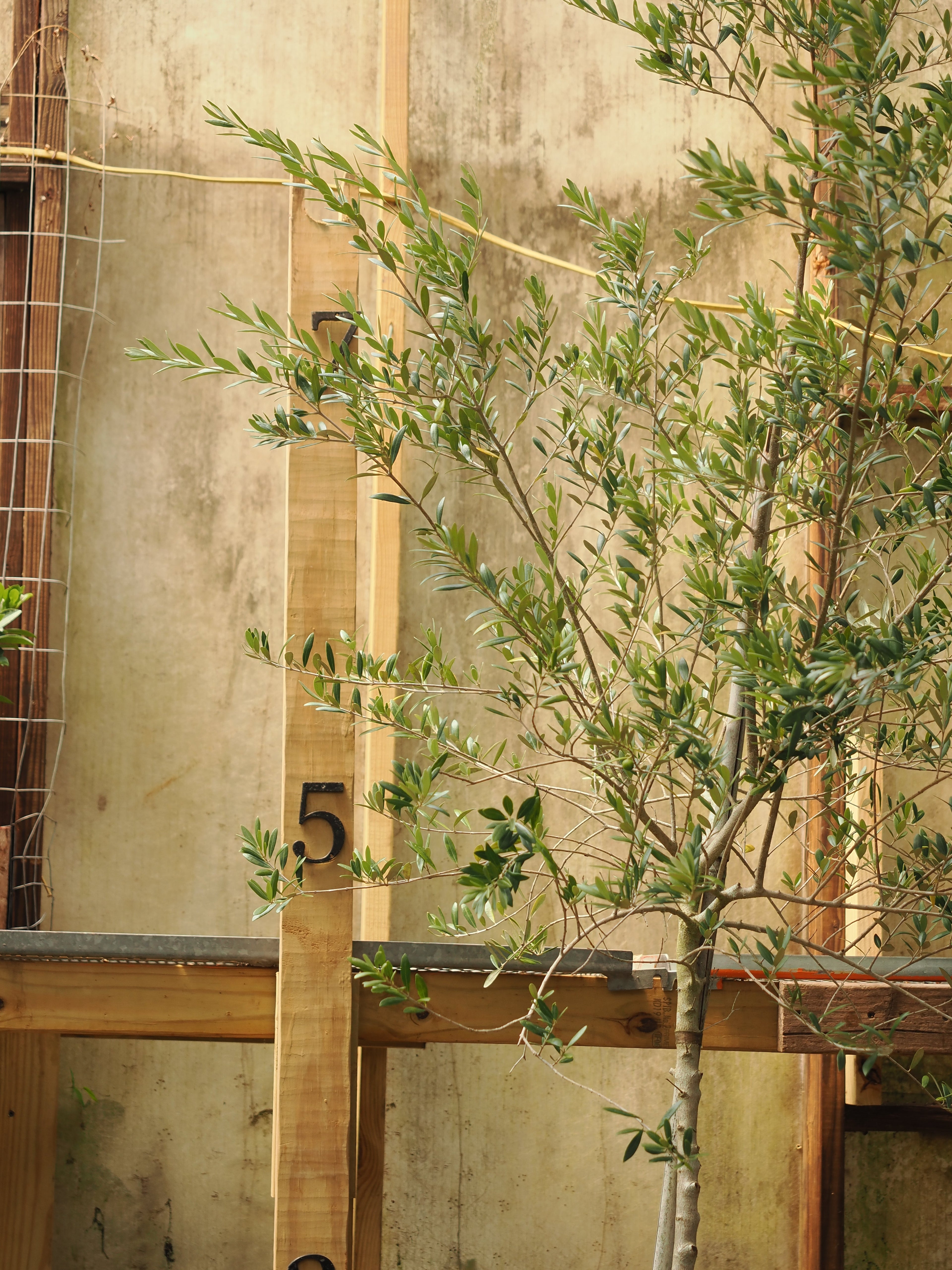 Huge Olive Tree