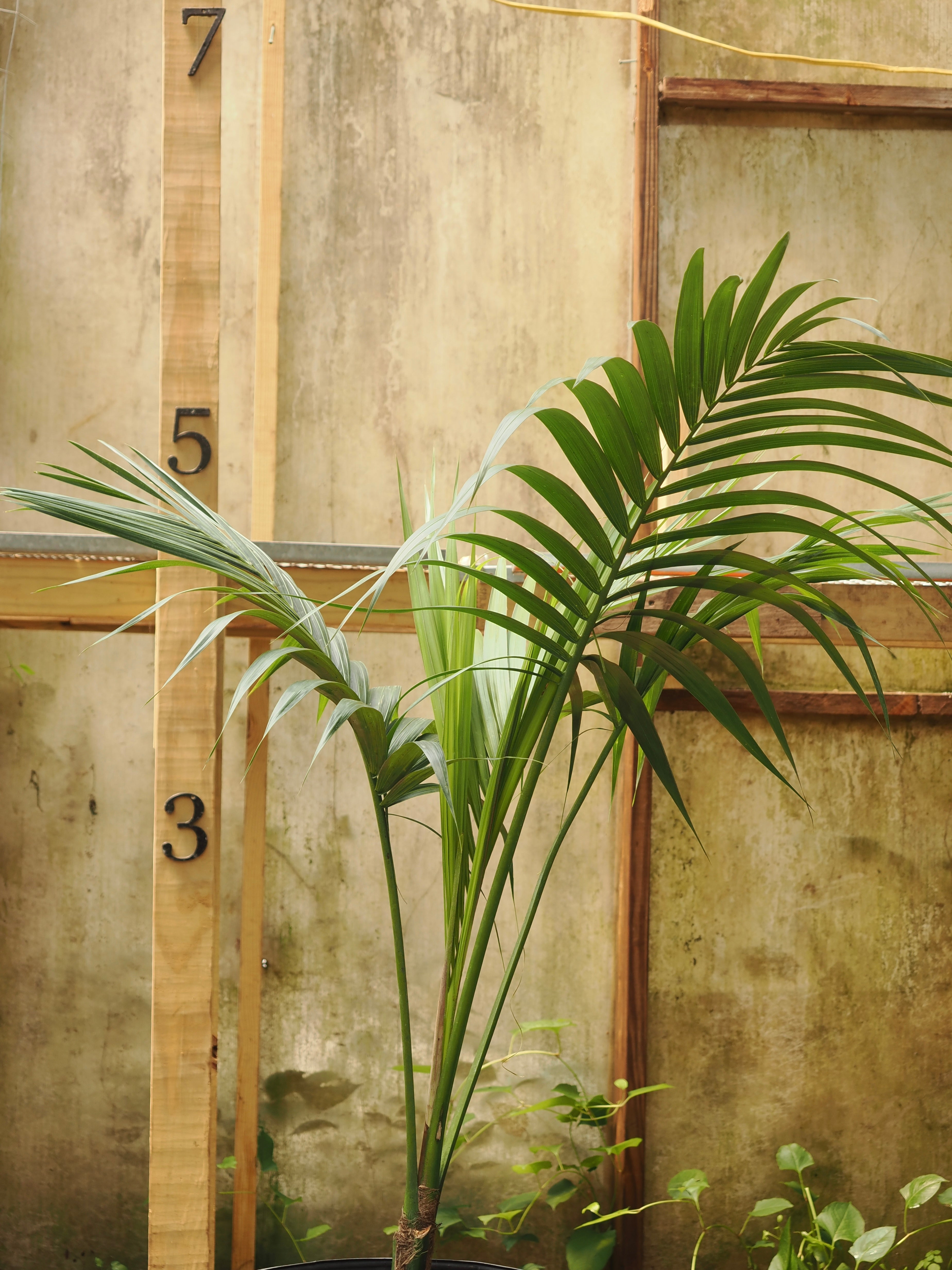 Full Size Kentia Palm