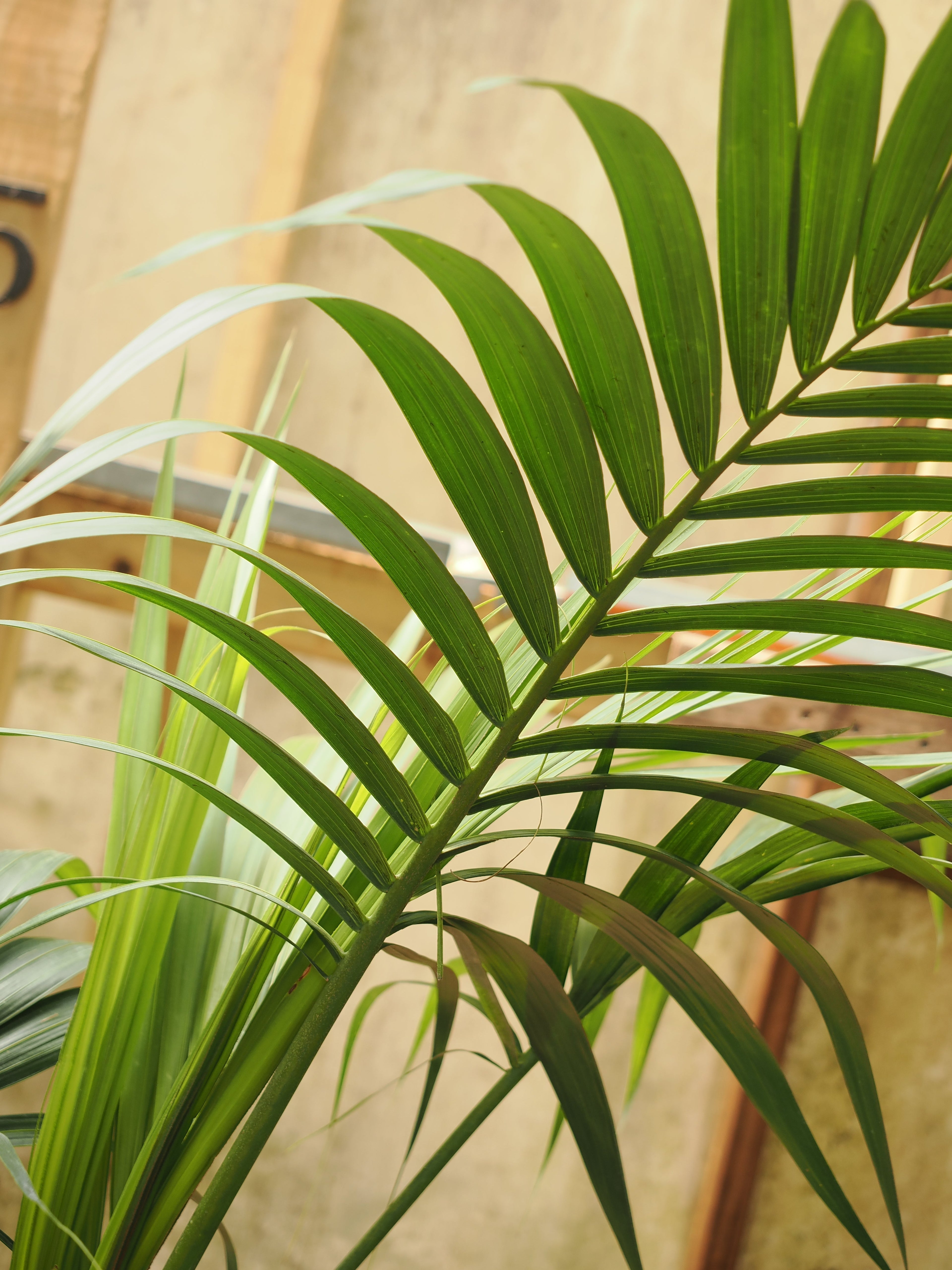 Full Size Kentia Palm