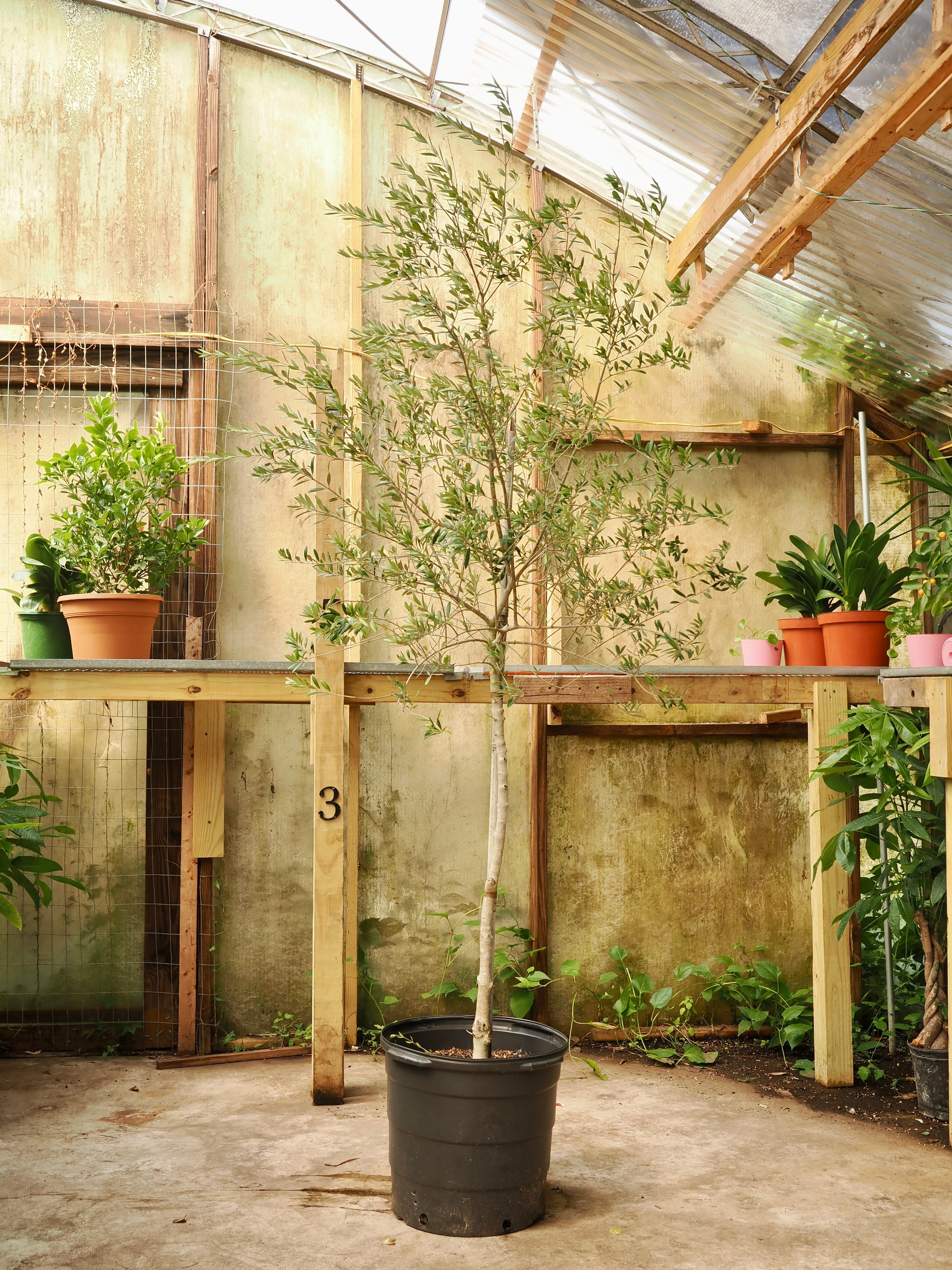 Huge Olive Tree