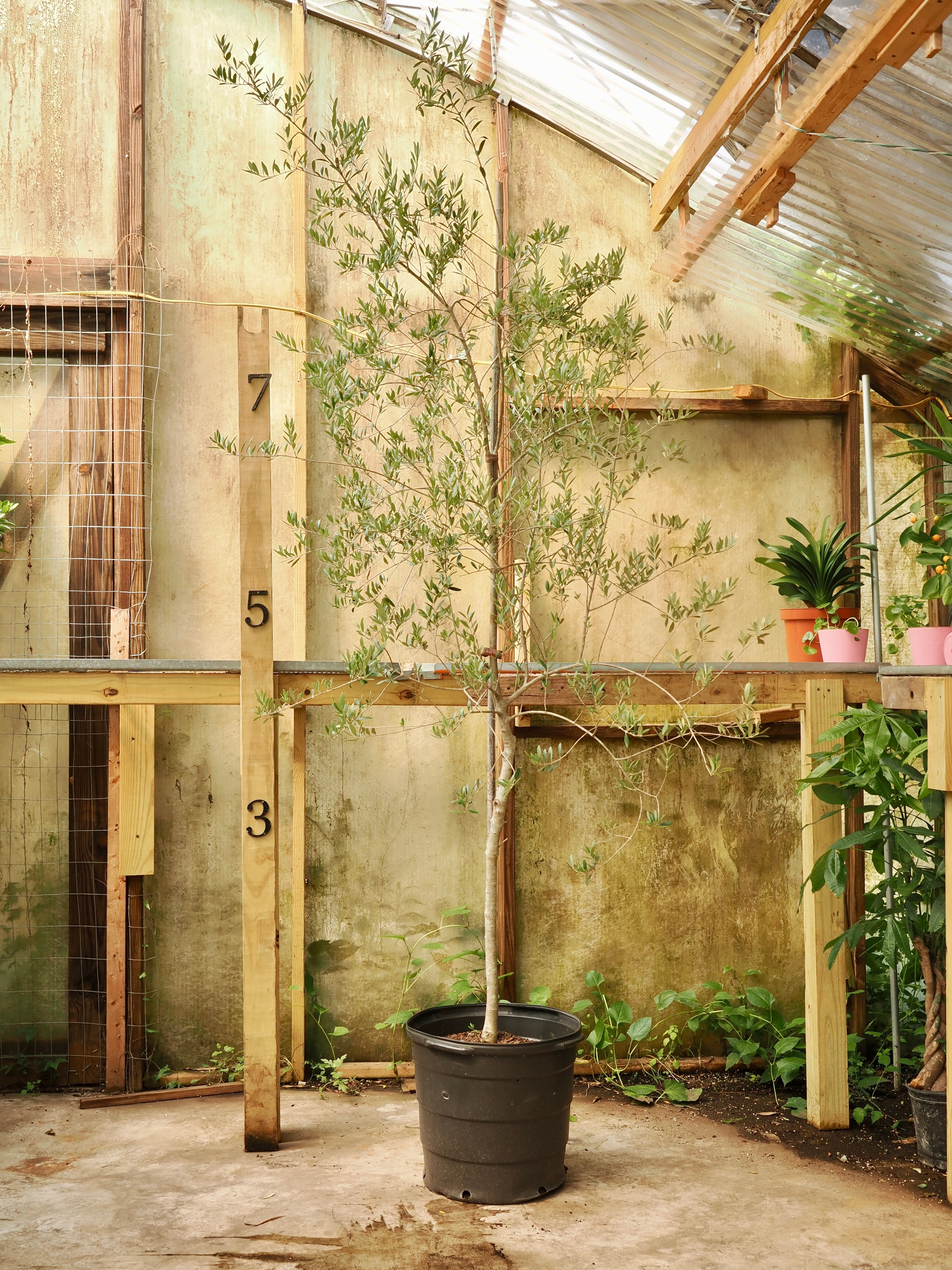 Huge Olive Tree