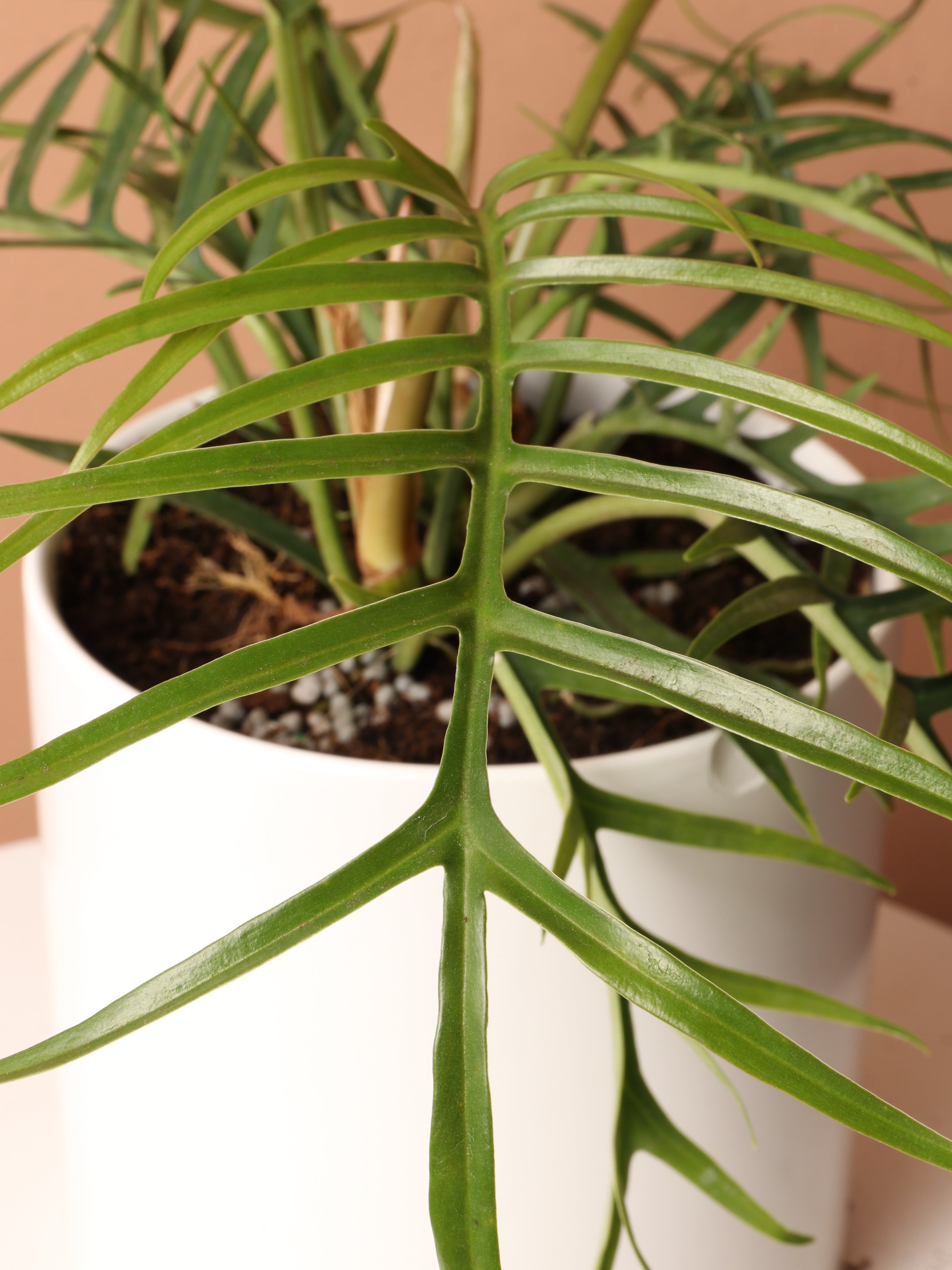Medium Philodendron &