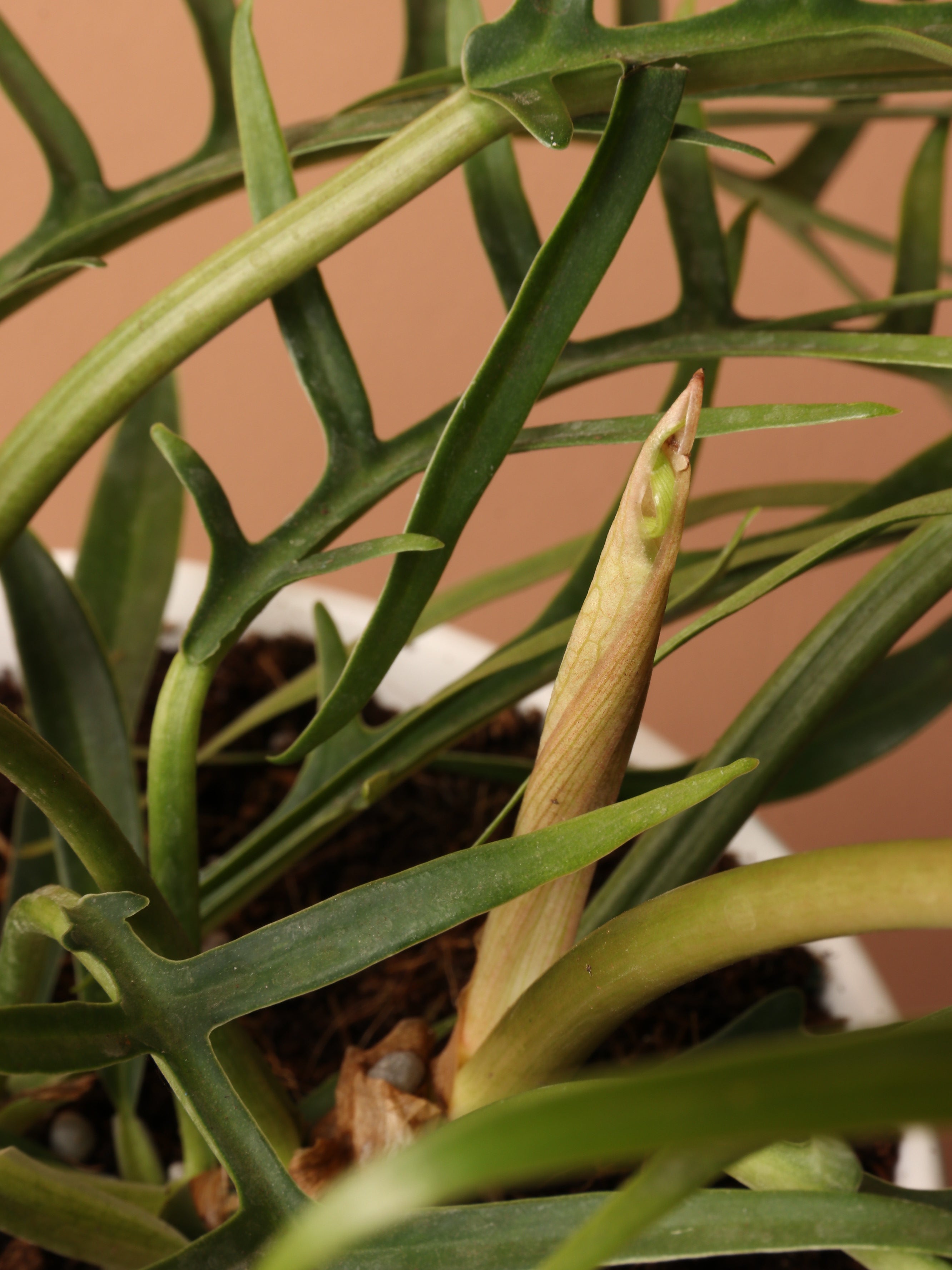 Medium Philodendron &