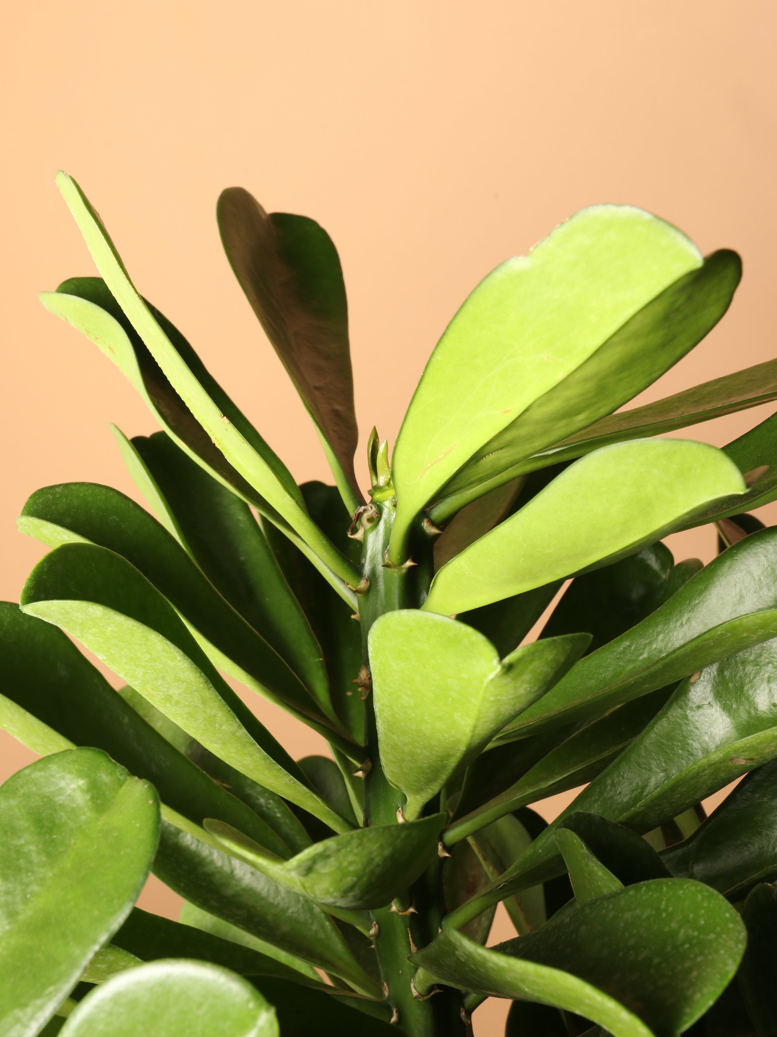 Full Size Euphorbia Drupifera