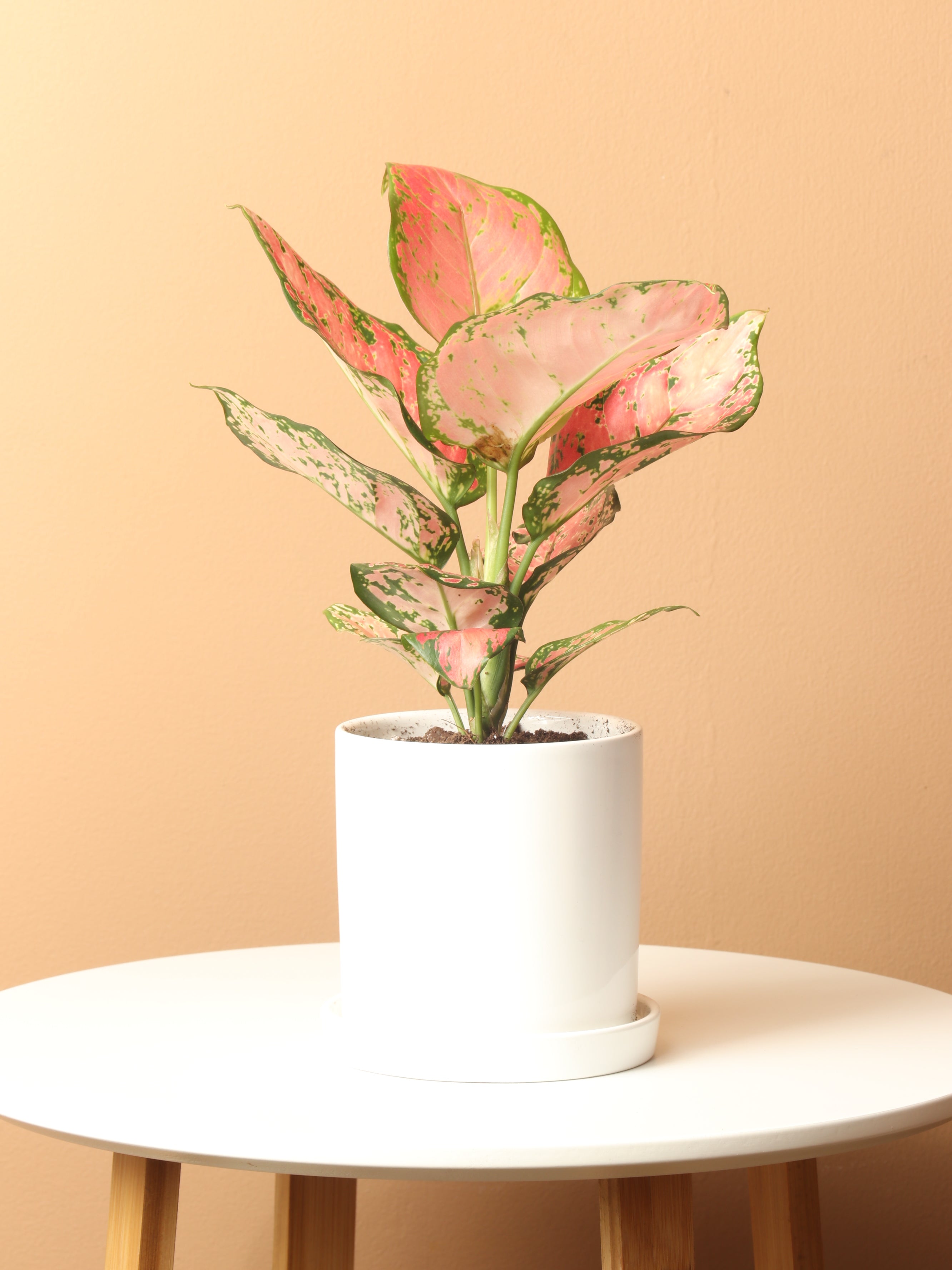 Small Chinese Evergreen &