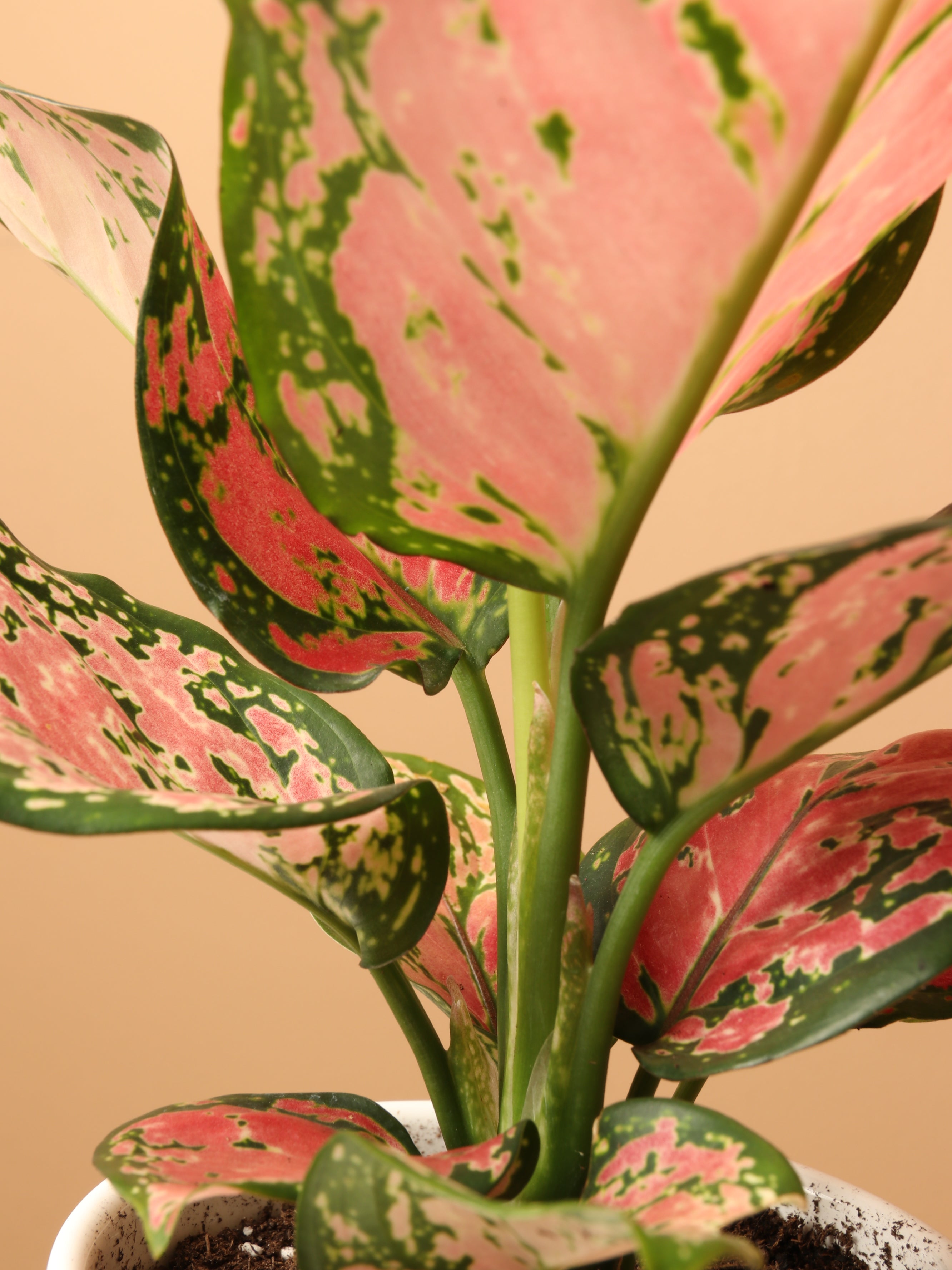 Small Chinese Evergreen &