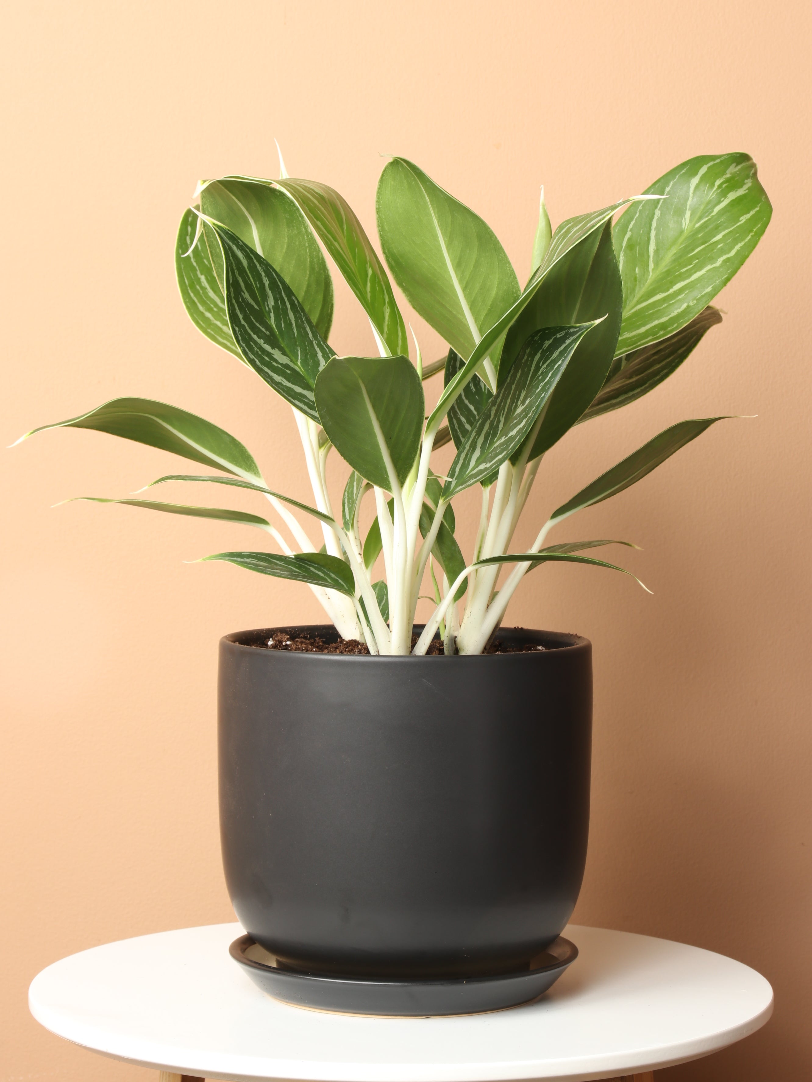 Medium Aglaonema &