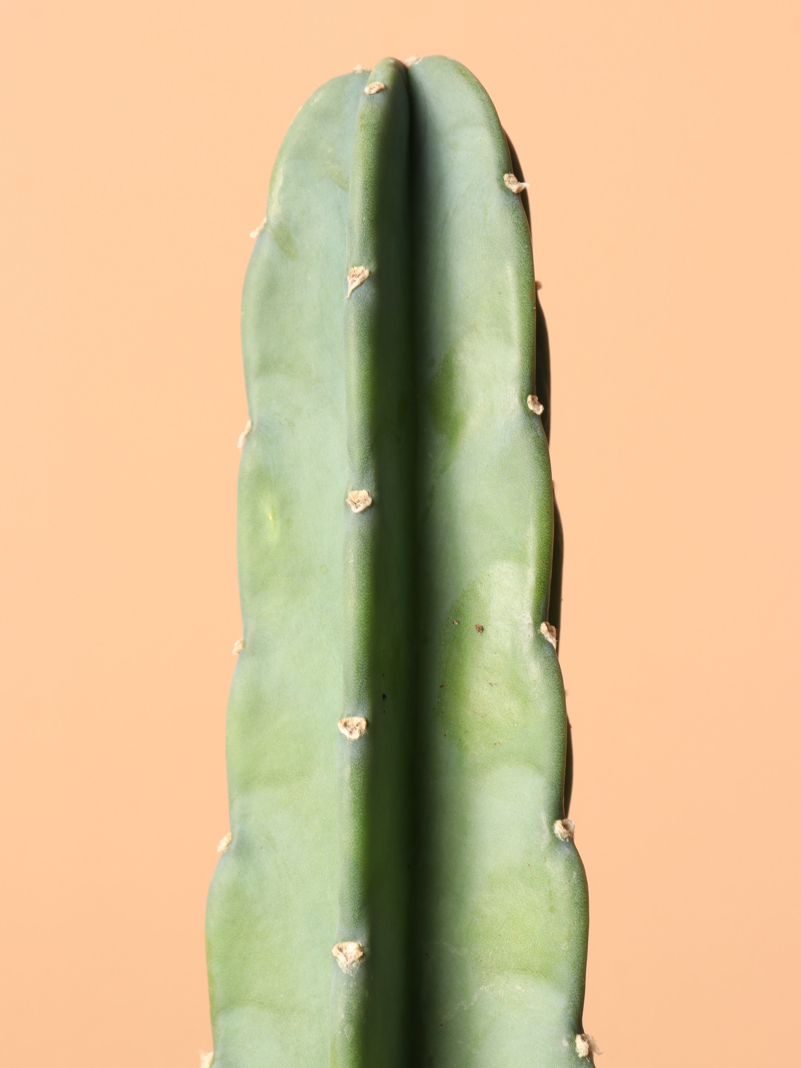 Medium Peruvian Cactus