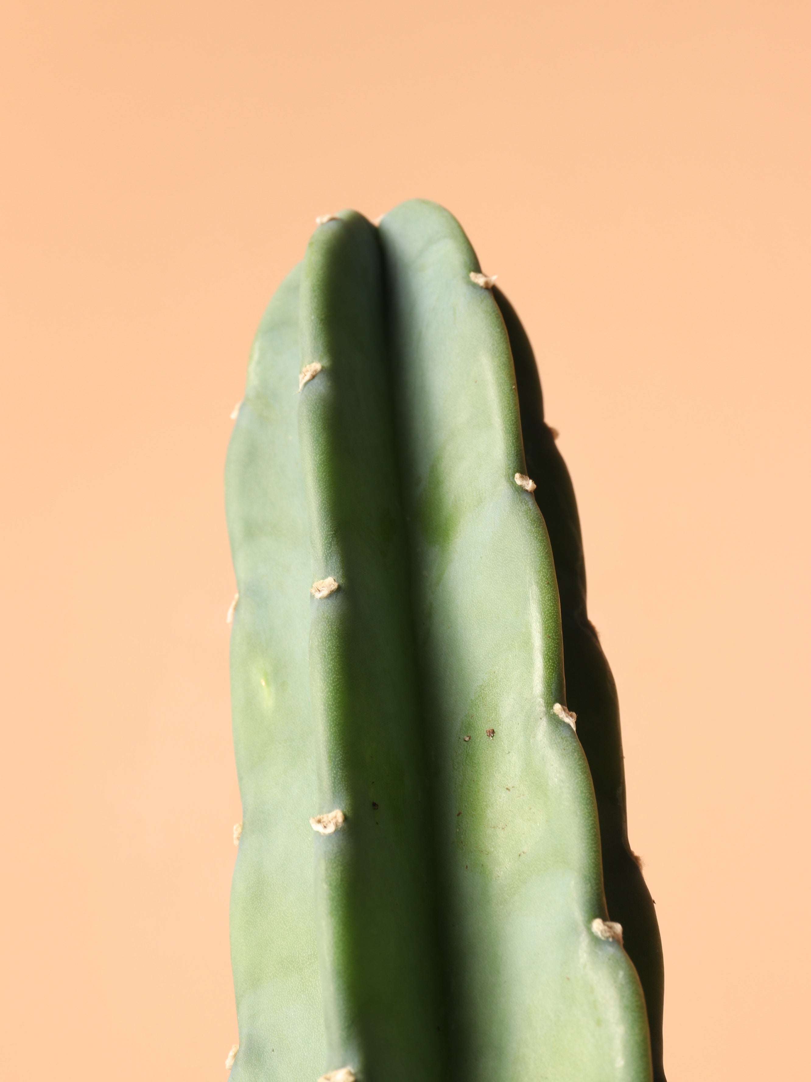 Medium Peruvian Cactus