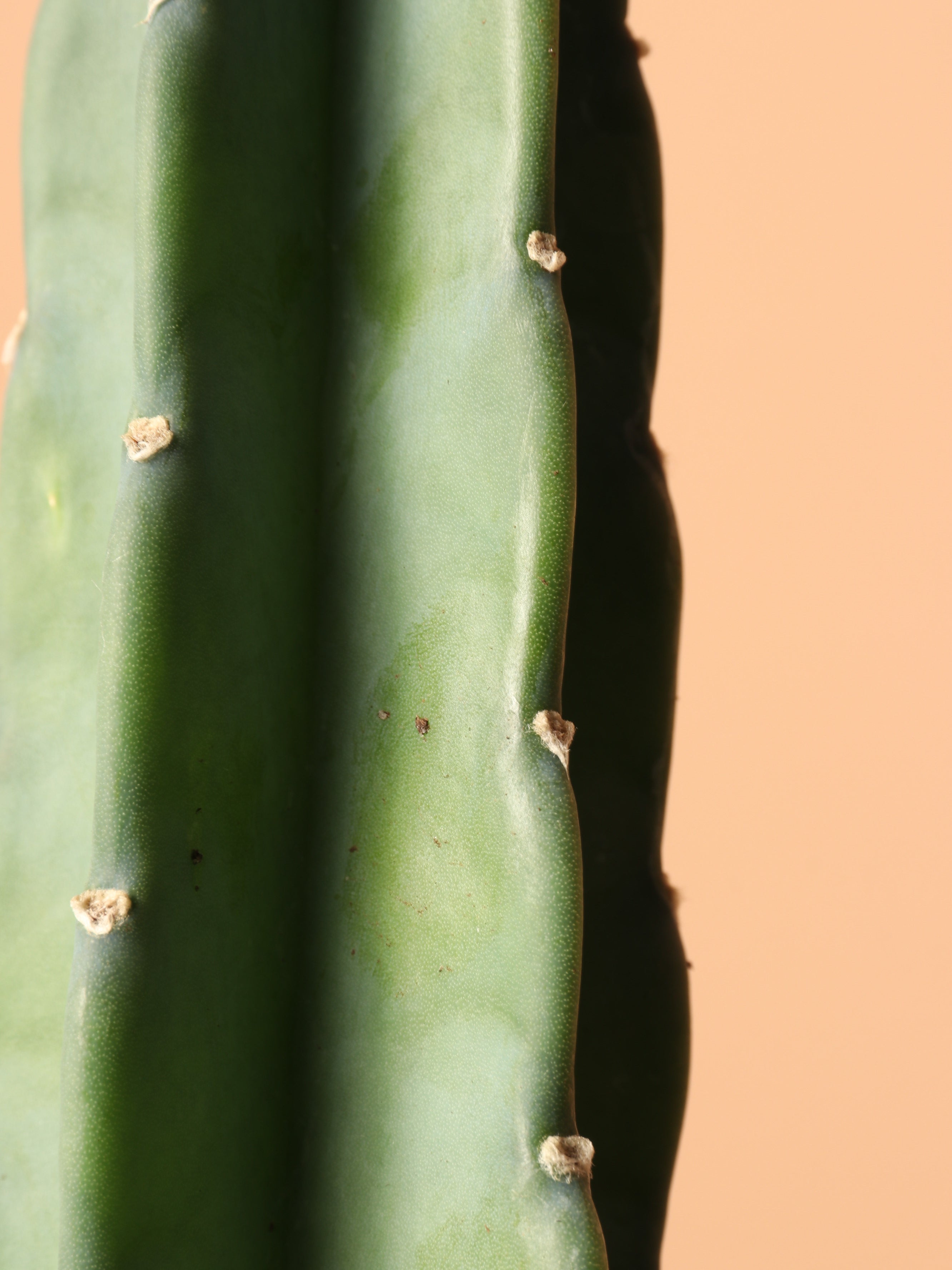 Medium Peruvian Cactus