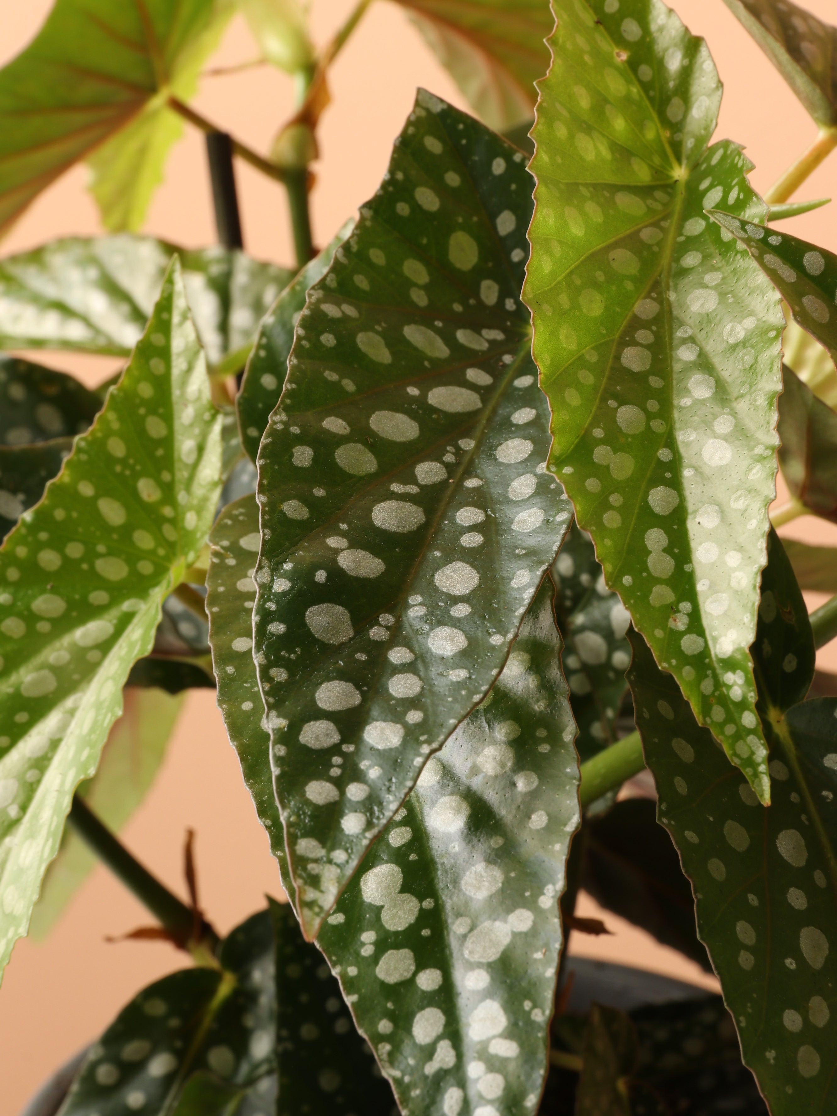 Medium Begonia &