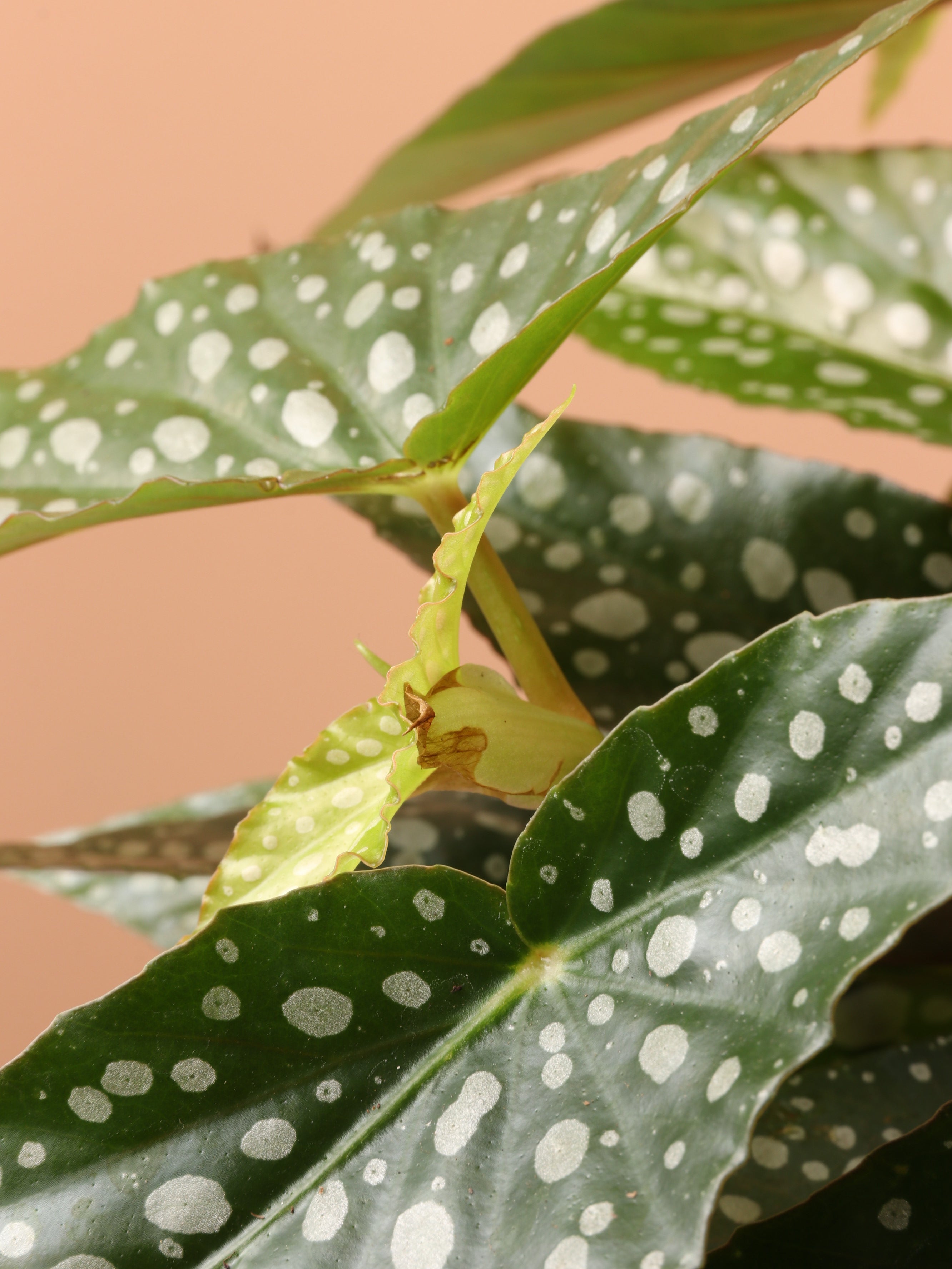 Medium Begonia &