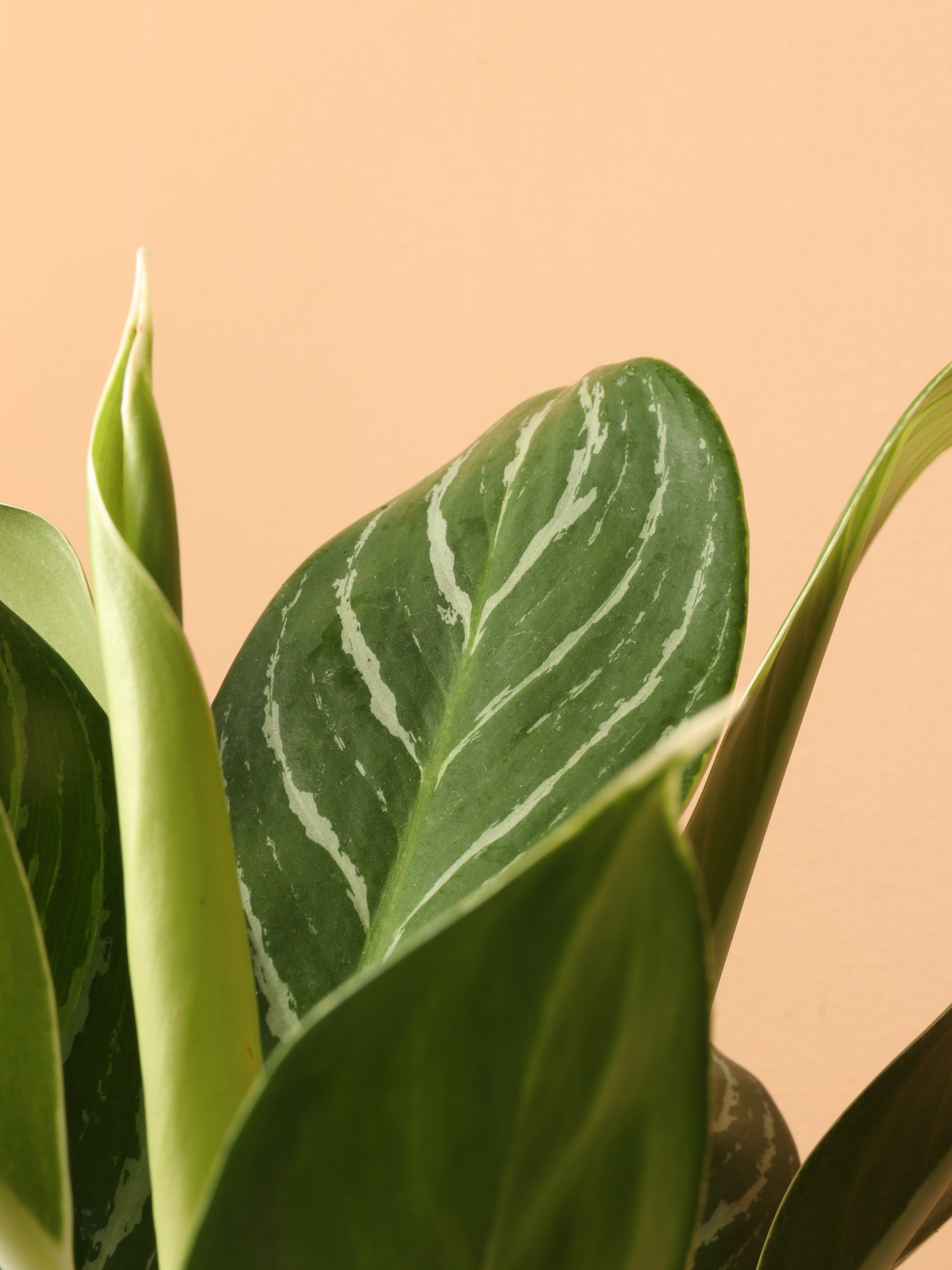 Medium Aglaonema &