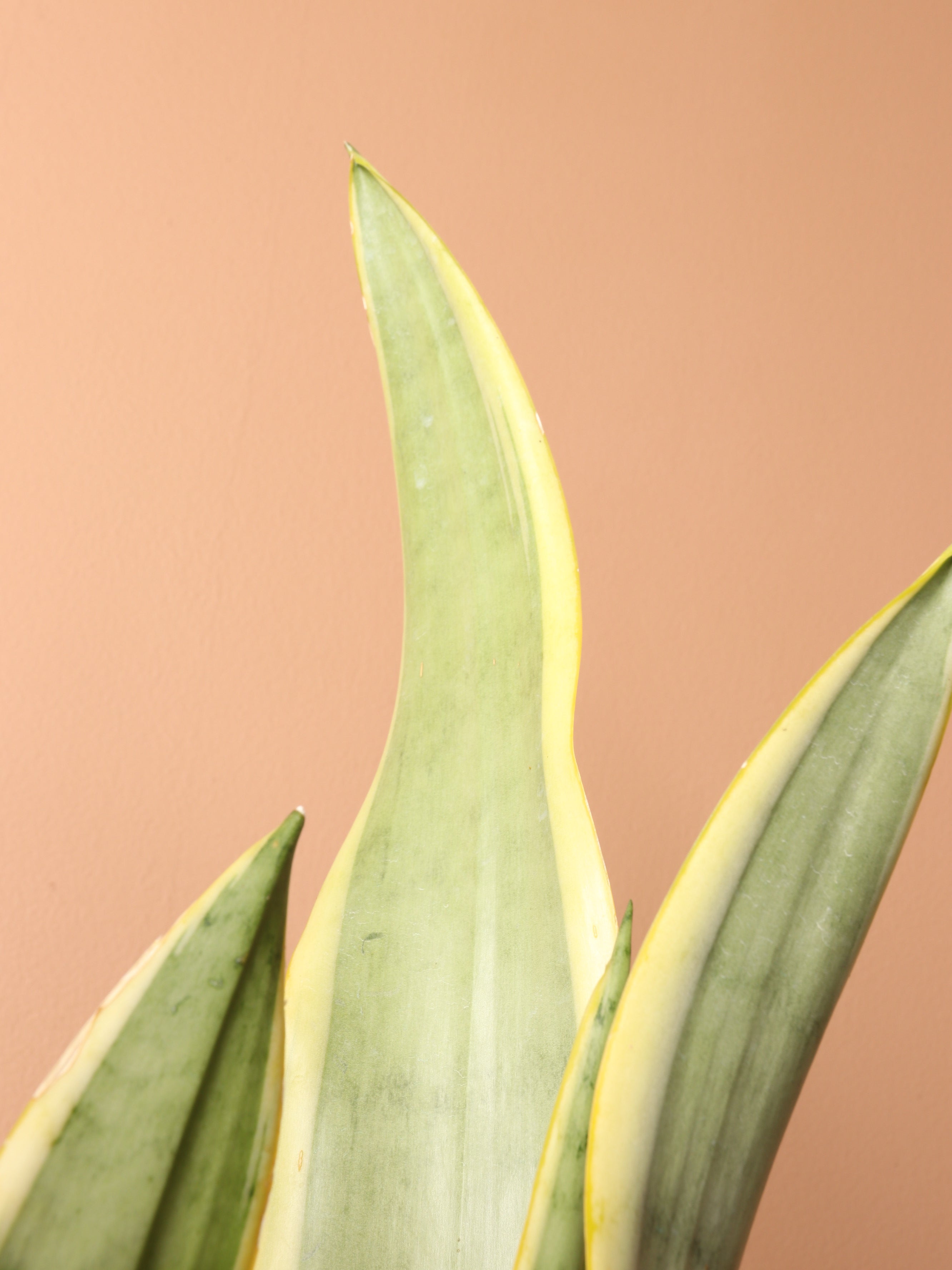 Large Silver Snake Plant (&