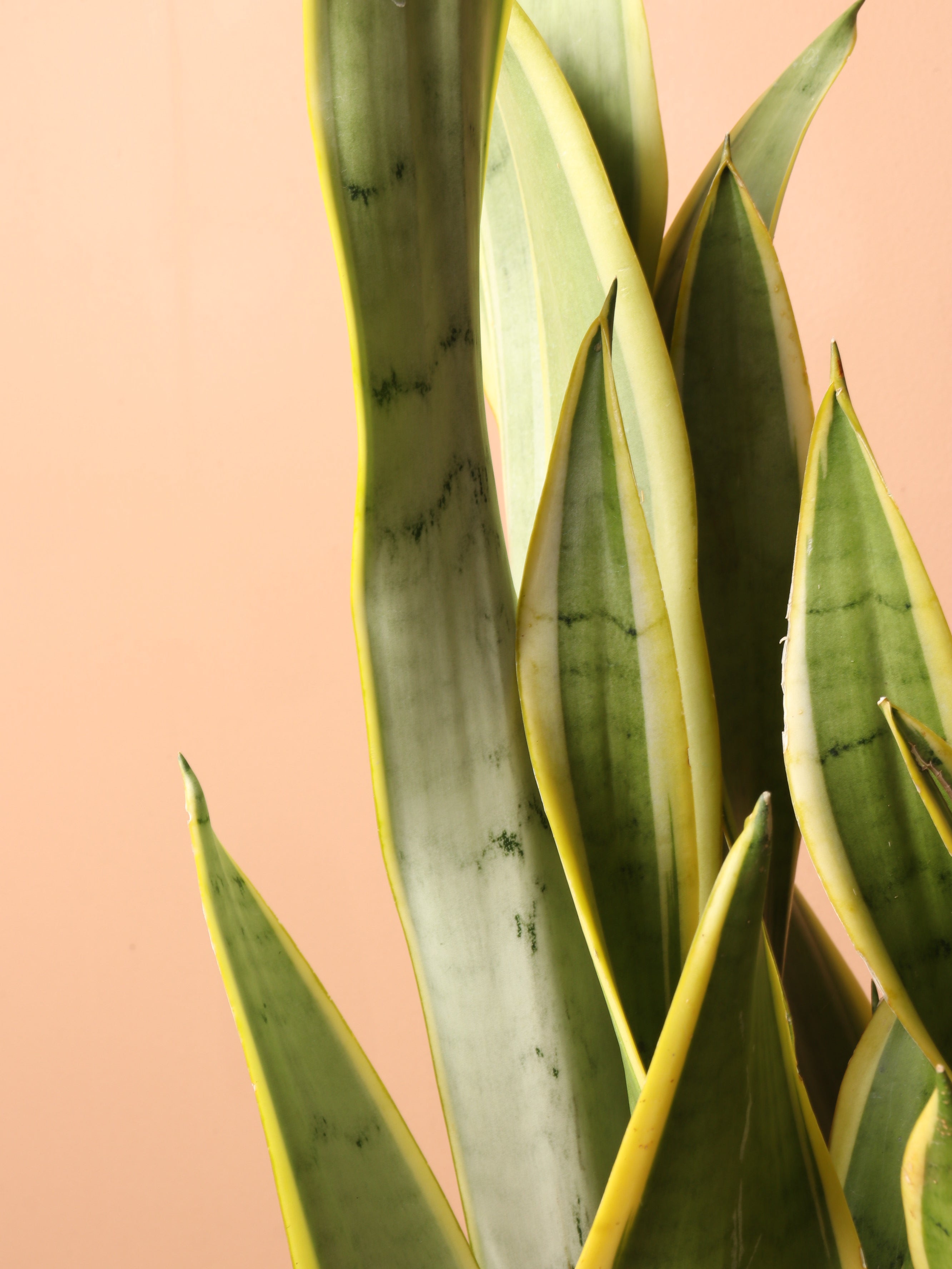Large Silver Snake Plant (&