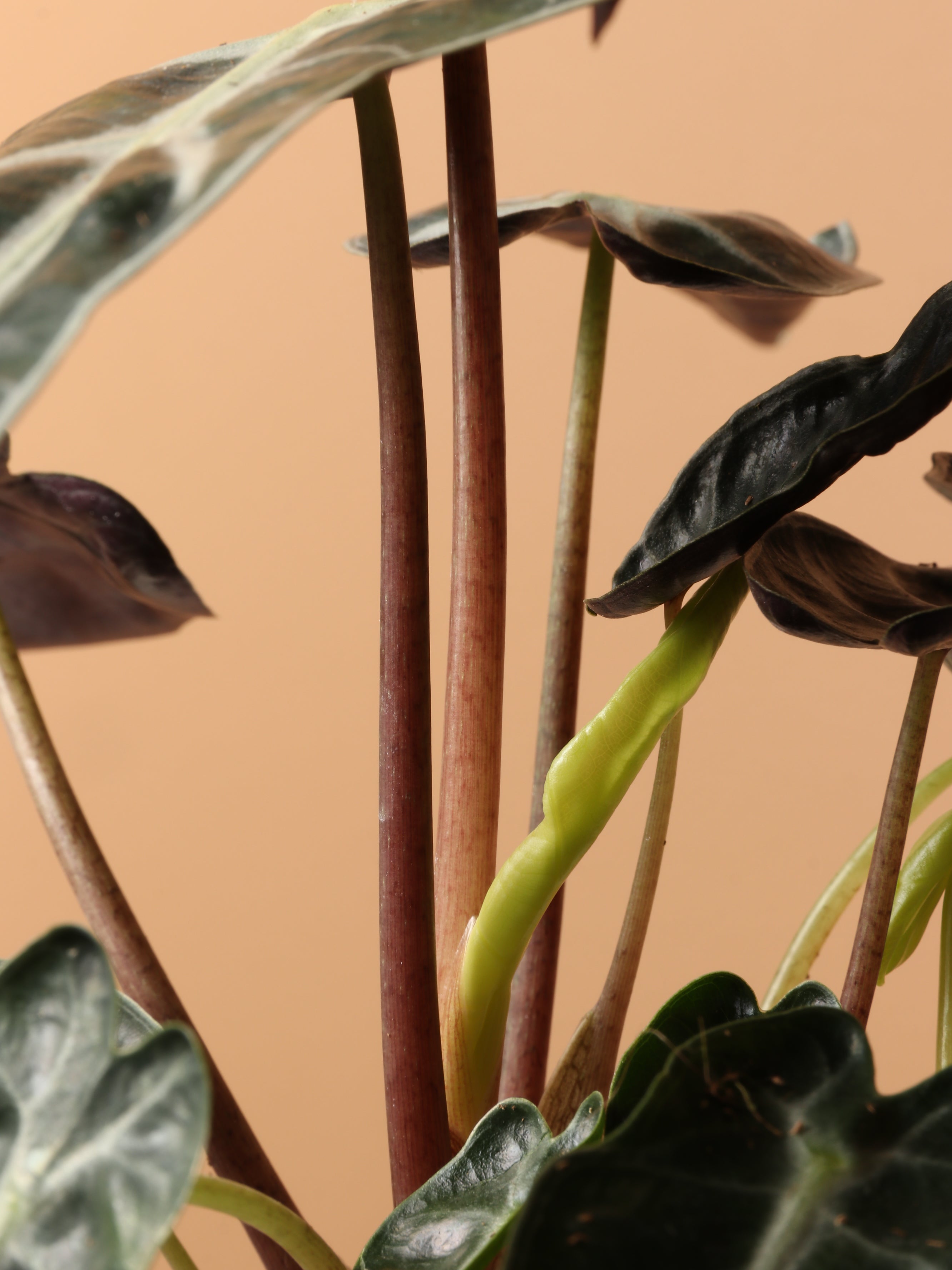 Small Alocasia &