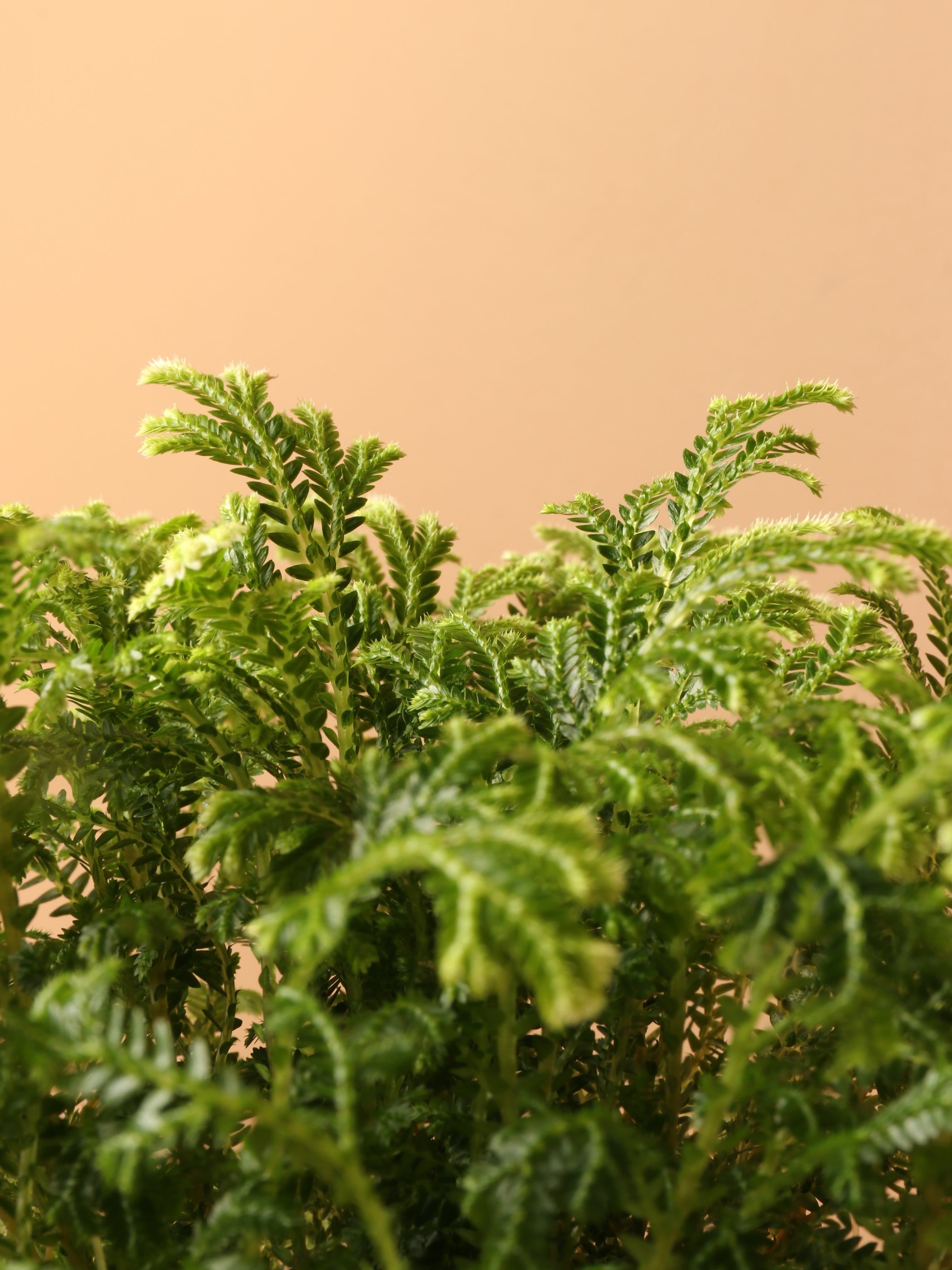 Small Frosty Fern