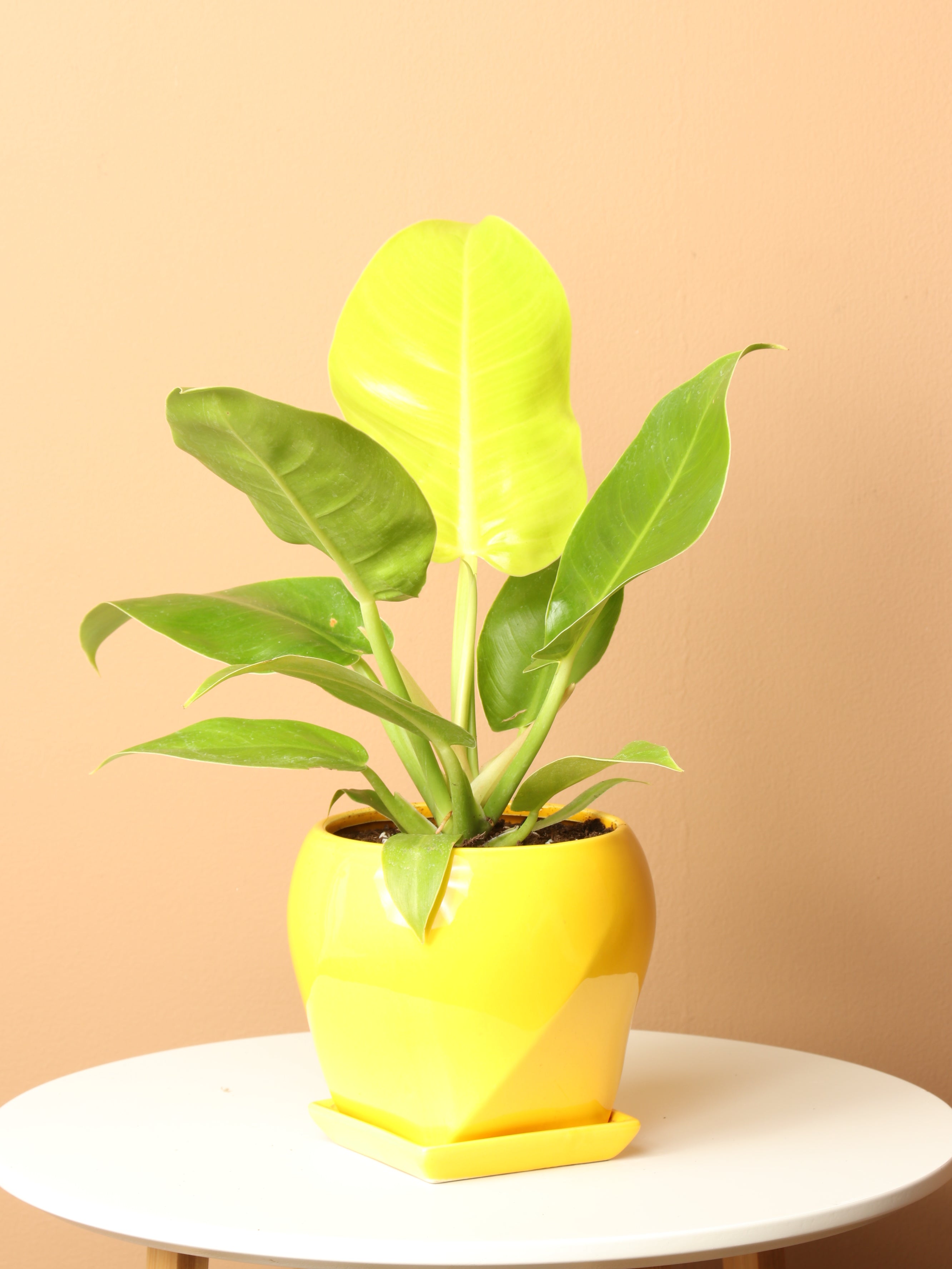 Small Philodendron &