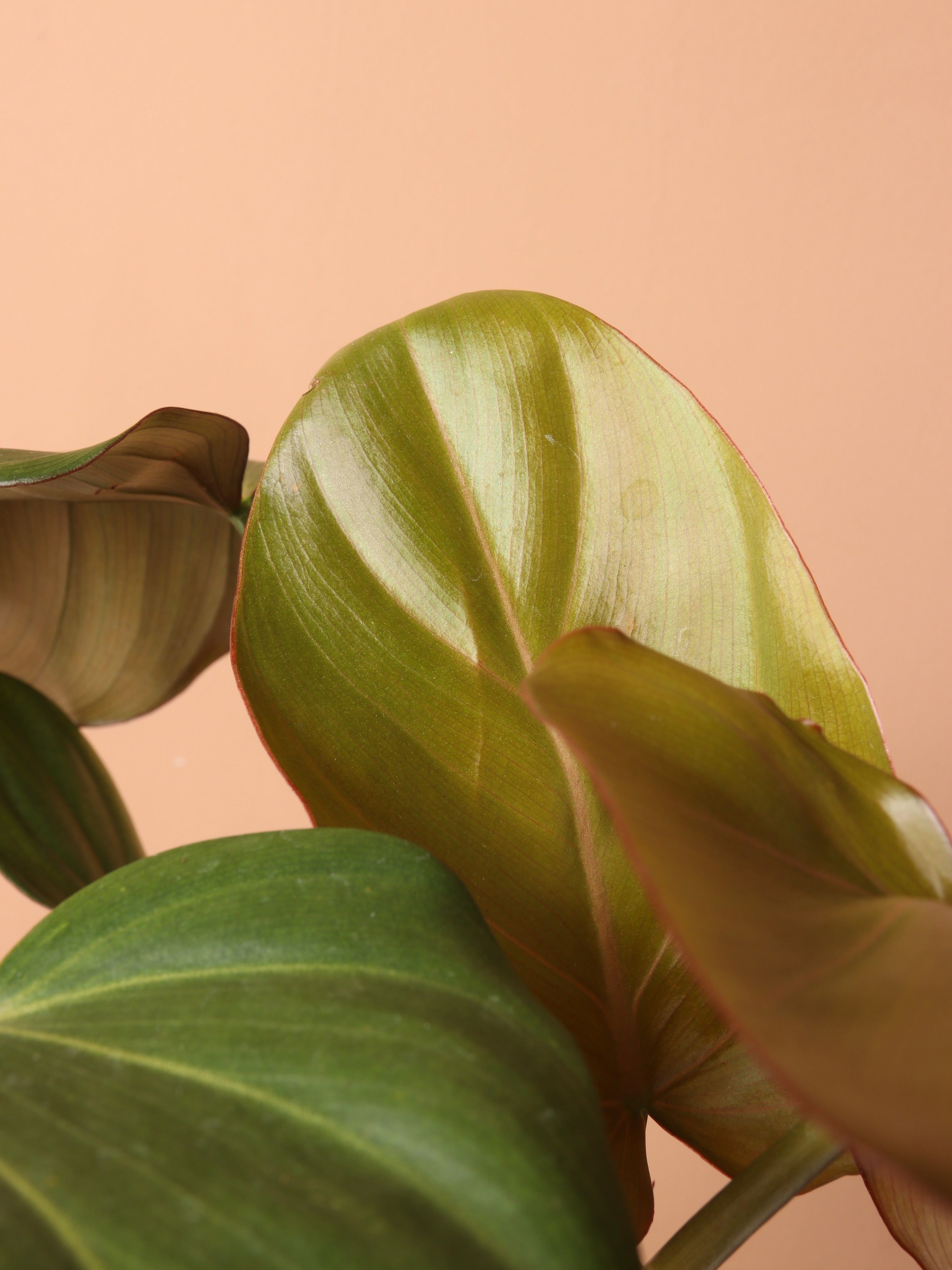 Medium Philodendron &