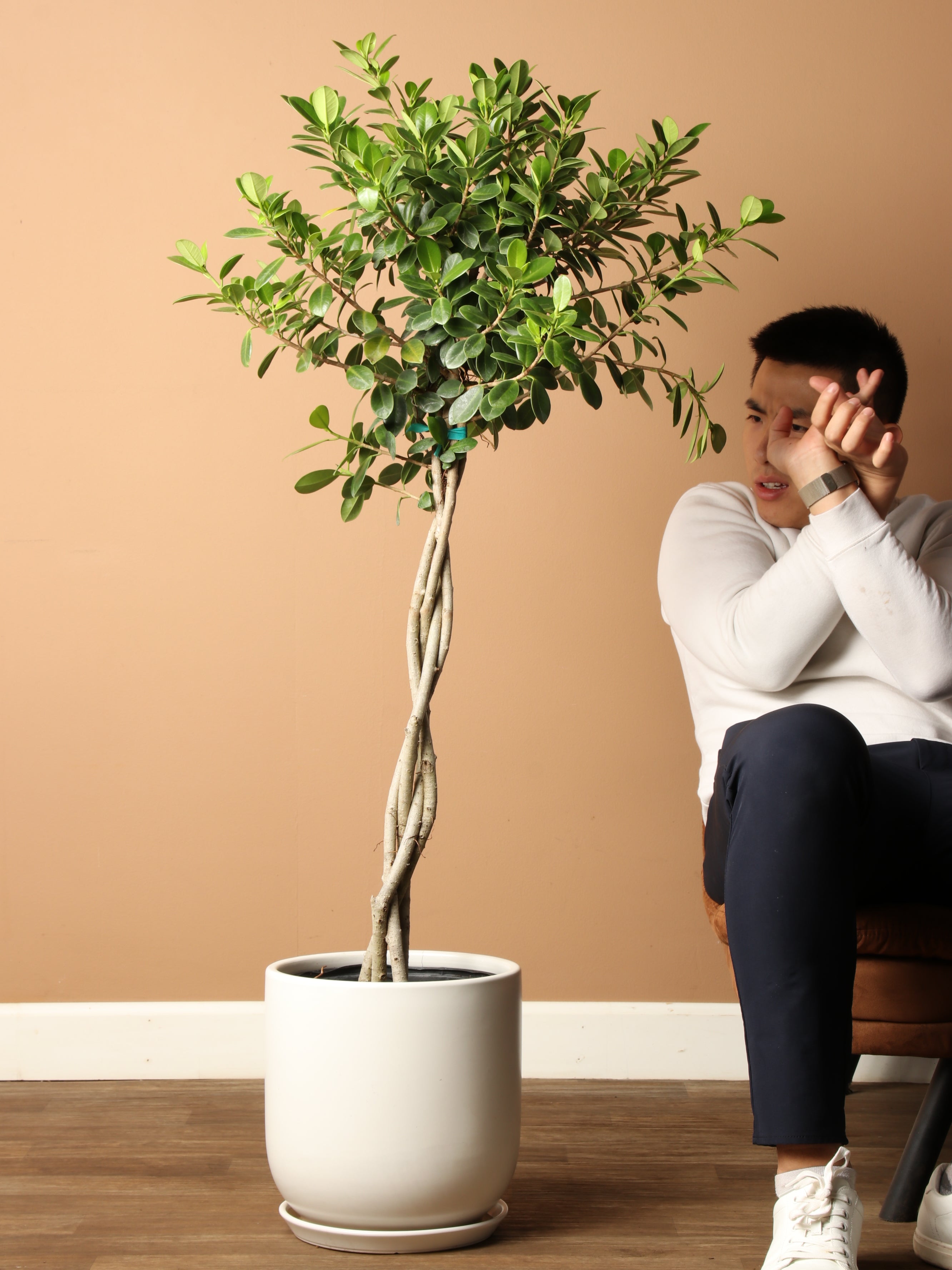 Large Ficus &