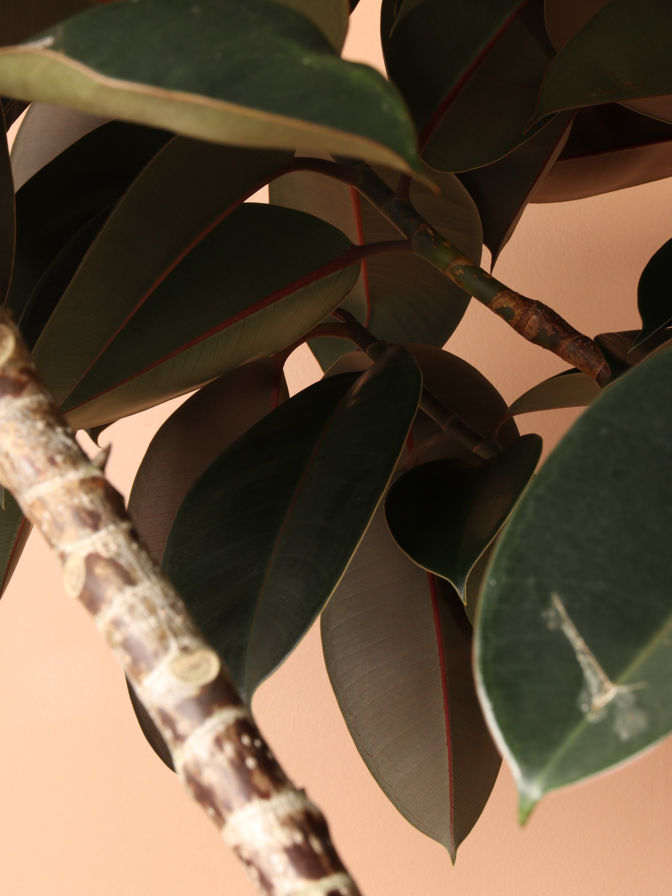 Full Size Rubber Tree STD (Mature Trunk)